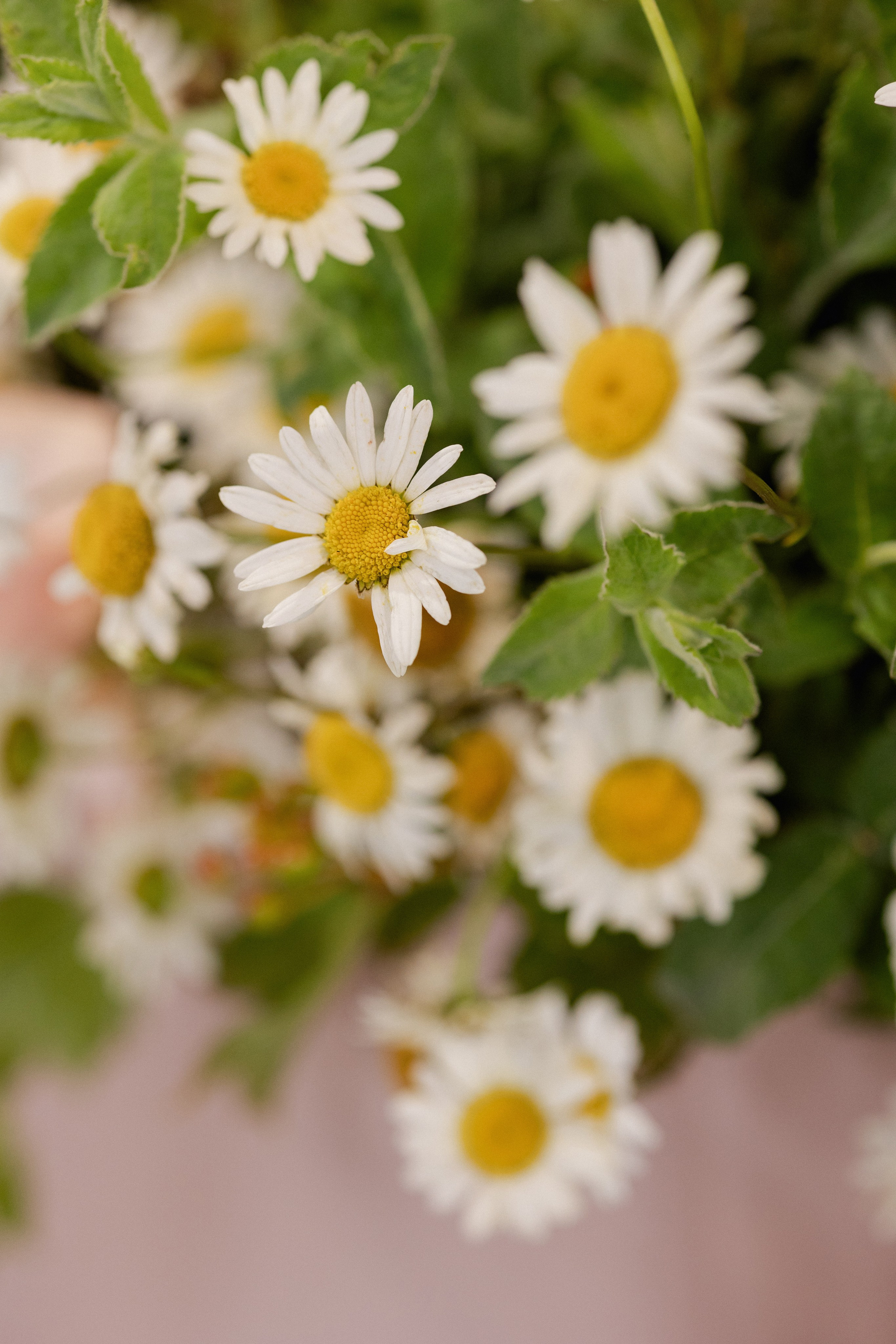 Диана & Павел. Оформление свадеб, декор свадеб Вера Маркова, Москва