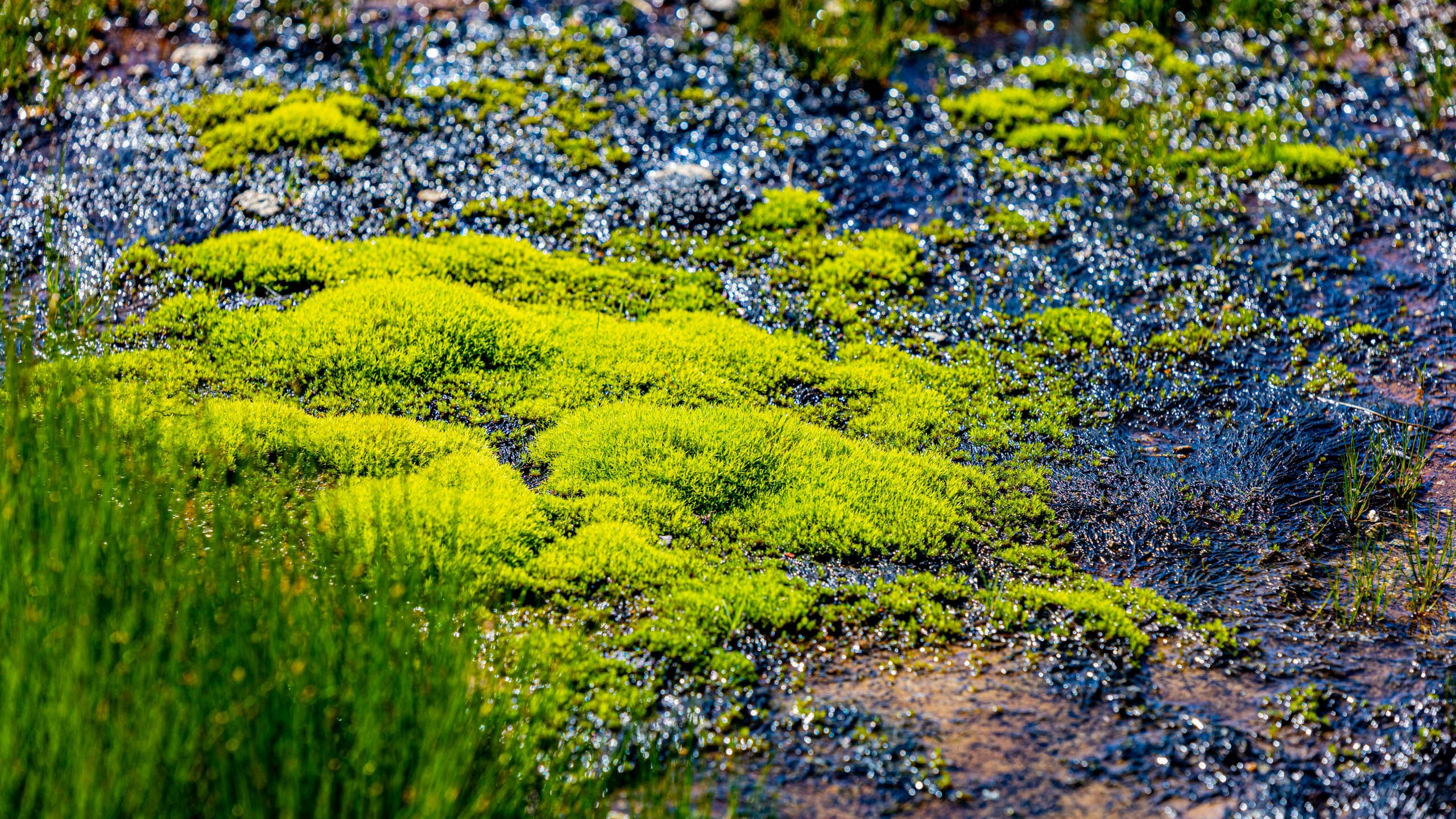 2023 07 Камчатка. Фотографии