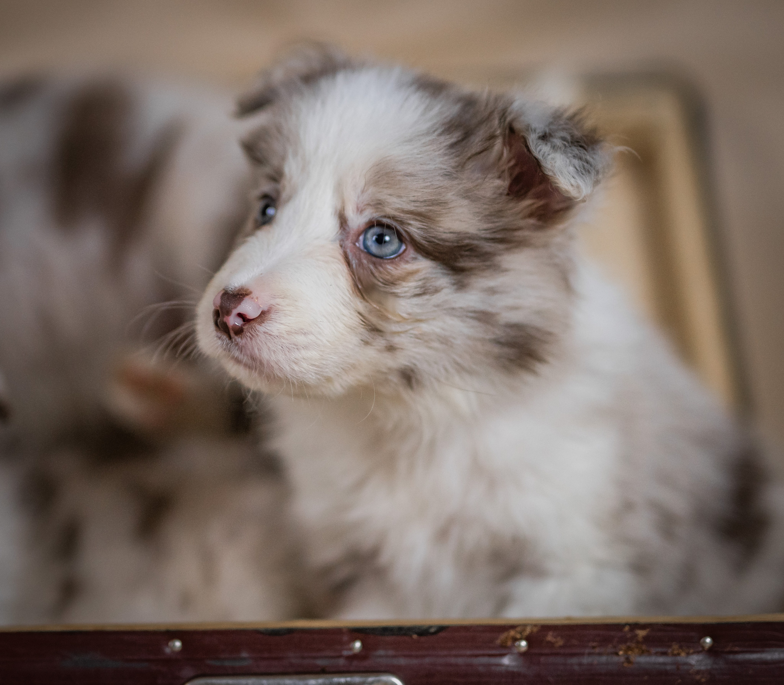 Фритсвит. Семейный фотограф Ефремова Виктория