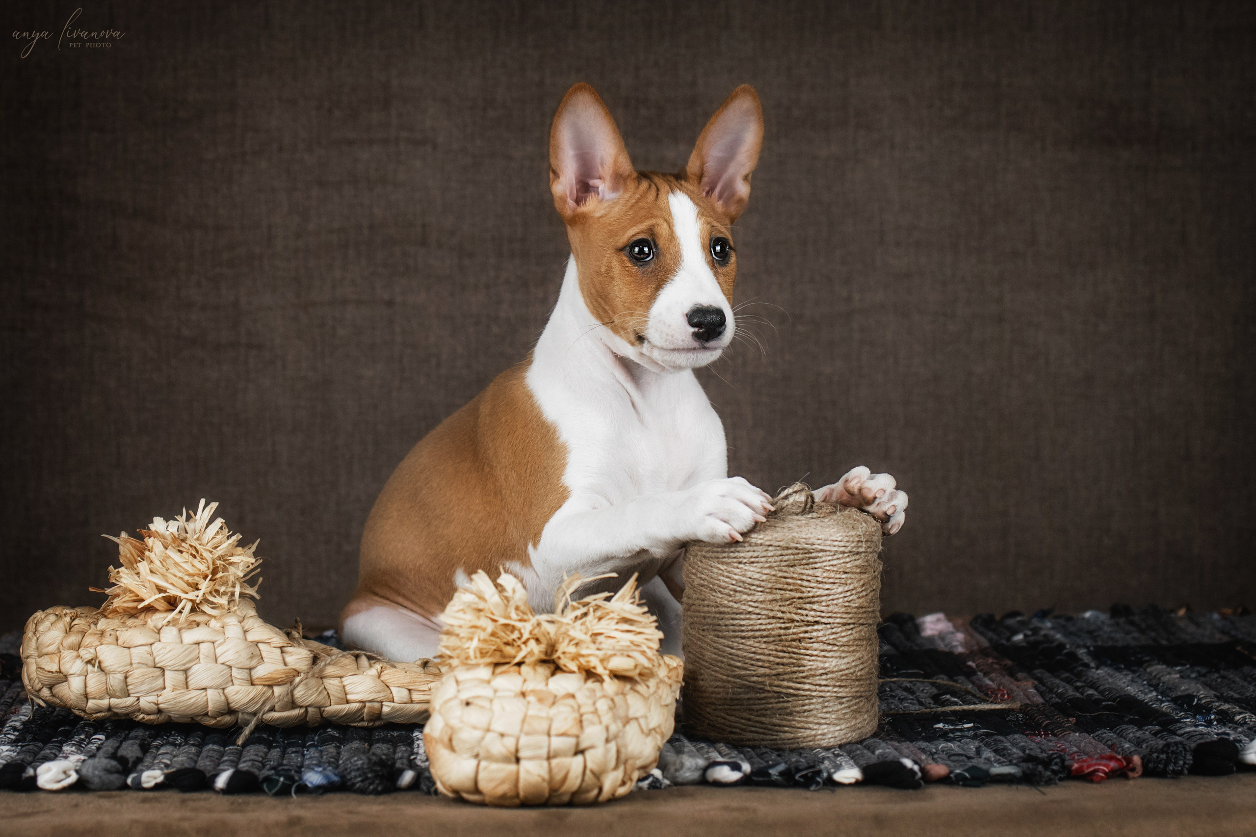 Басенджи. Фотограф анималист Аня Ливанова | Рыбинск