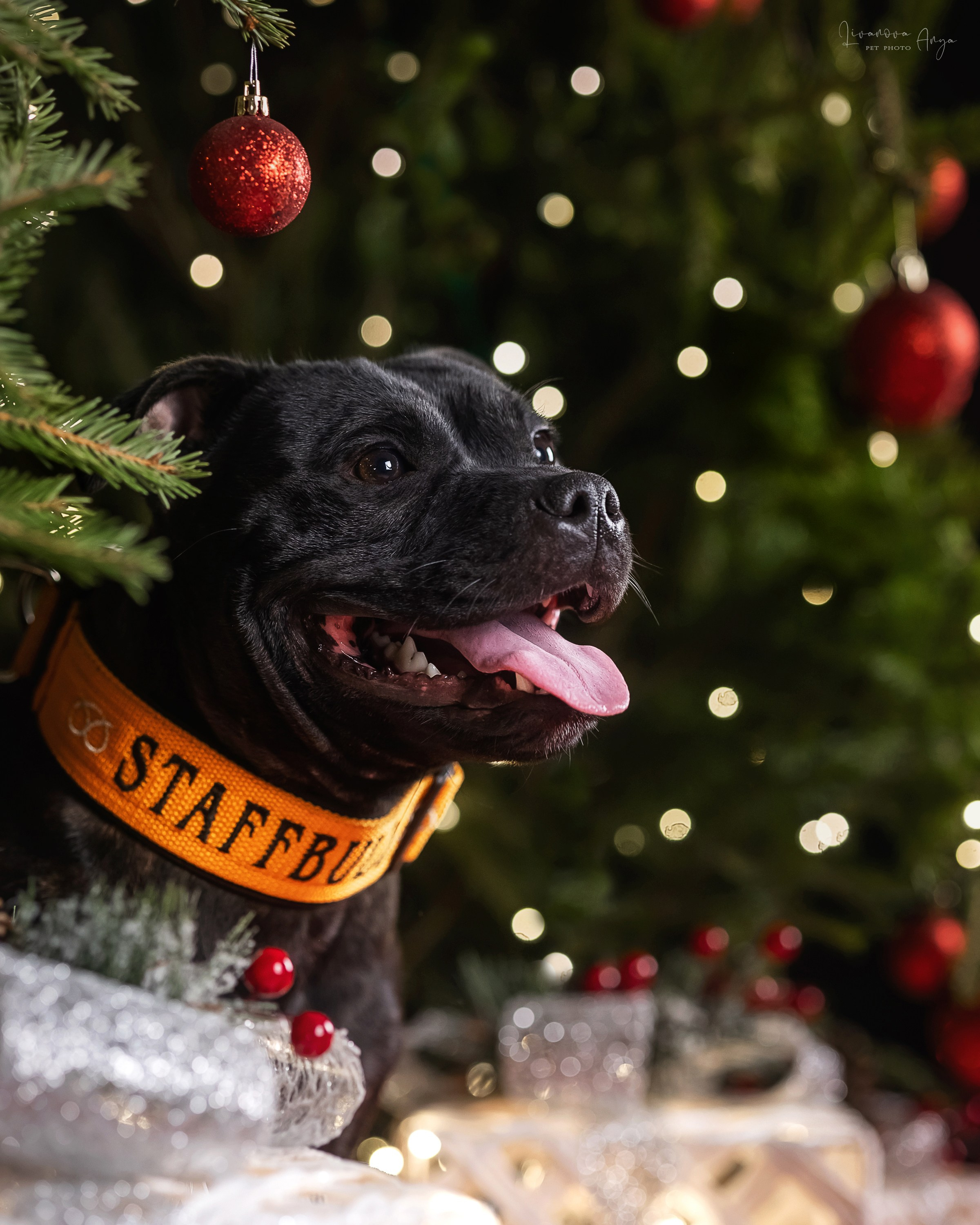 Фотодень_3 2025. Фотограф анималист Аня Ливанова | Рыбинск