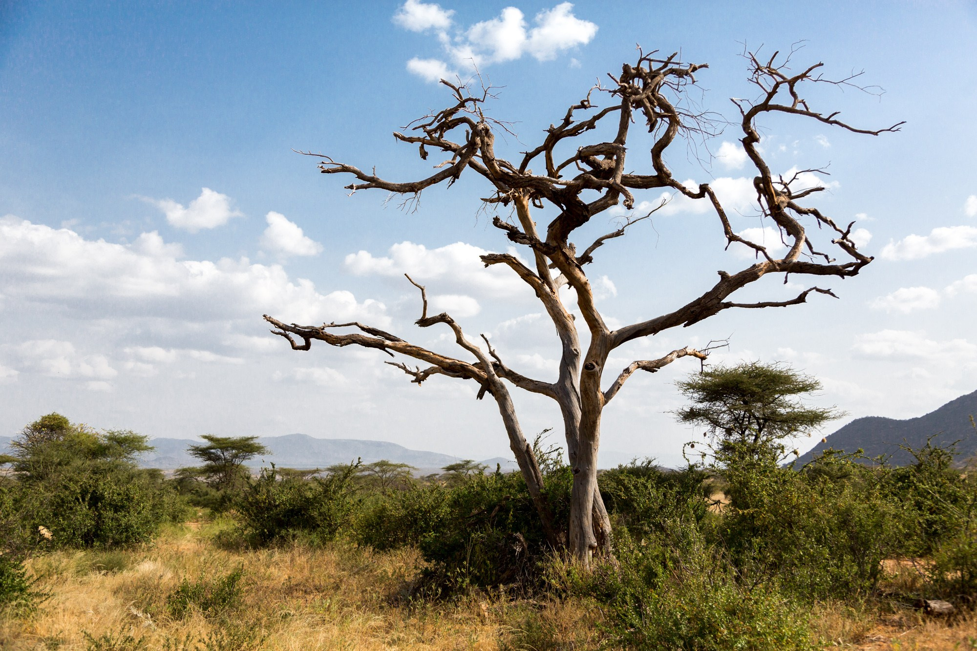Африка. Кения. Фотосъёмка животных в африканской саванне. Фотограф Алексей Скоробогатько