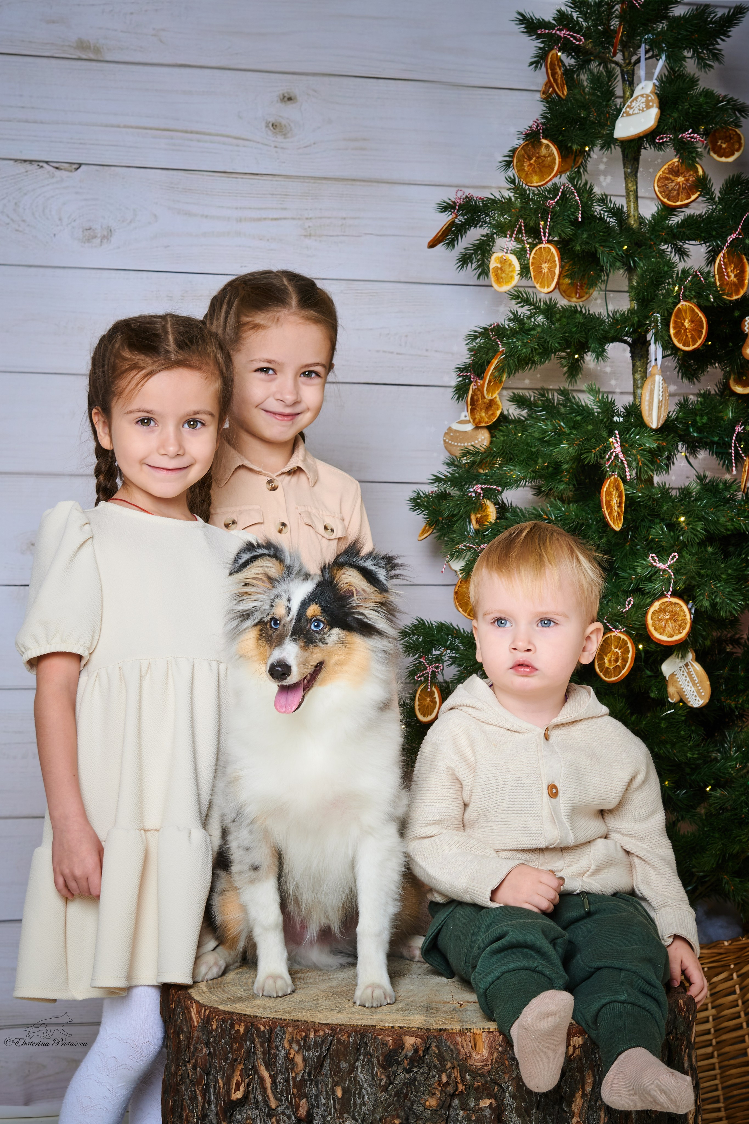 Джек и его семья. Фотограф-анималист в Иркутске