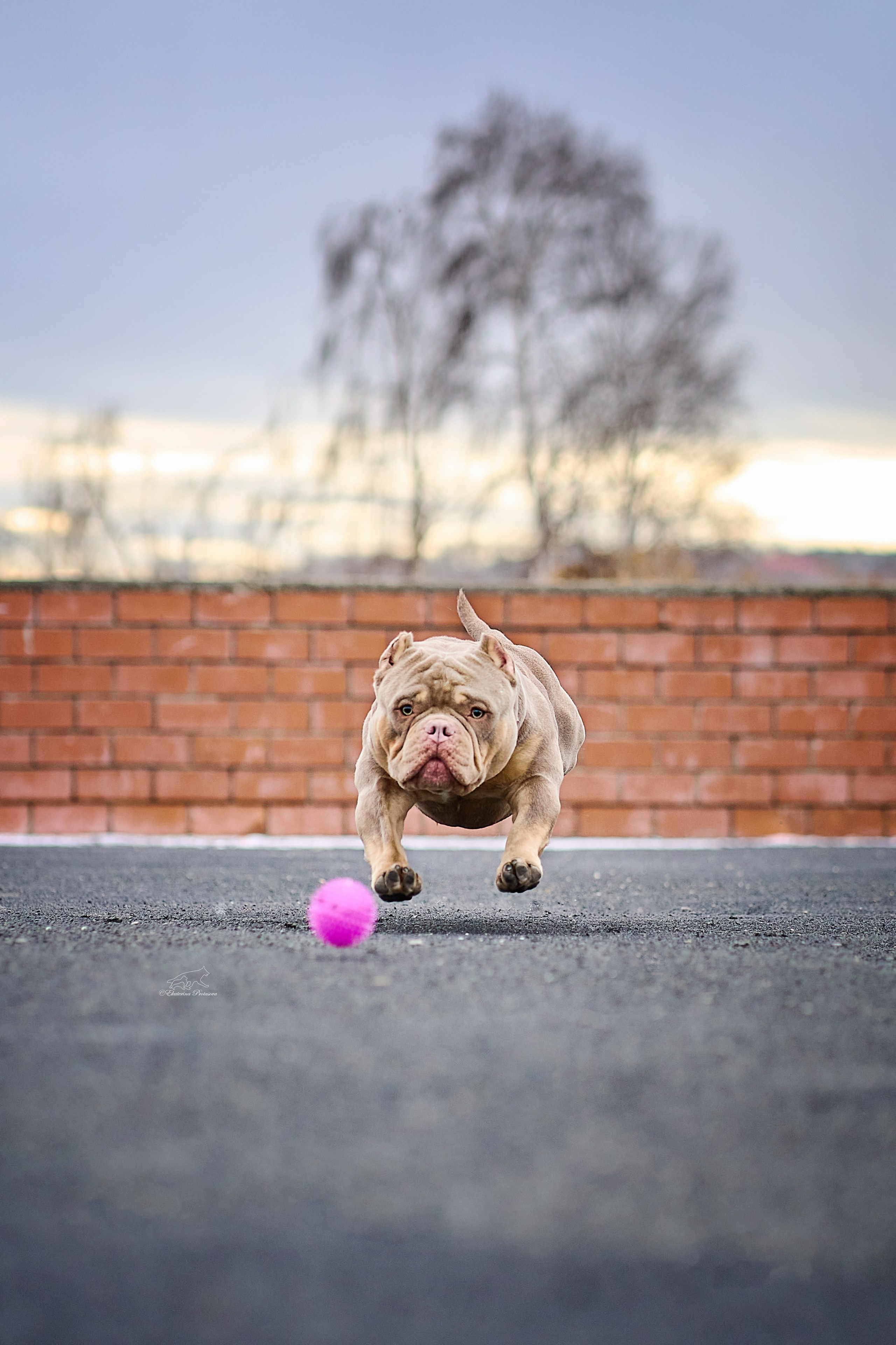 Булли Коба. Фотограф-анималист в Иркутске