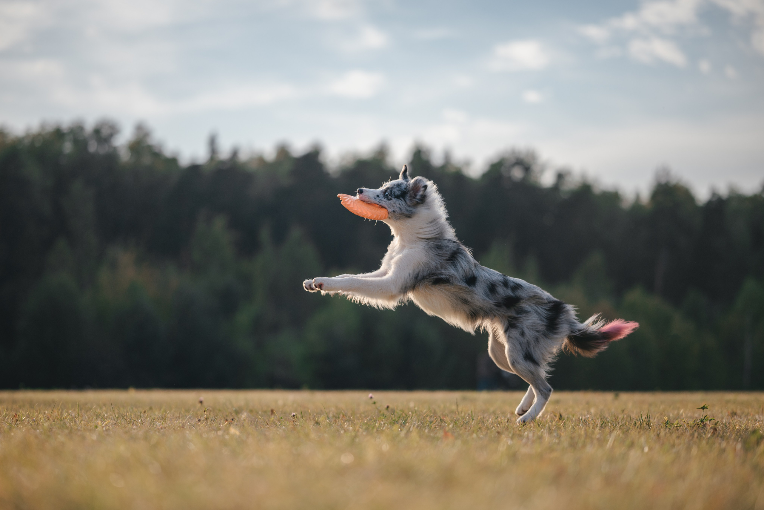 Бордерколли и фрисби. Фотограф Анималист в Москве Анастасия Жучкова