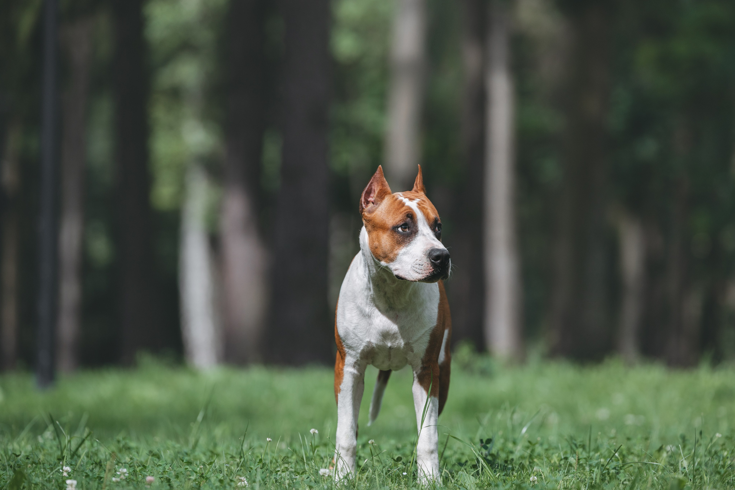 Американский стаффордширский терьер. Фотограф Анималист в Москве Анастасия Жучкова