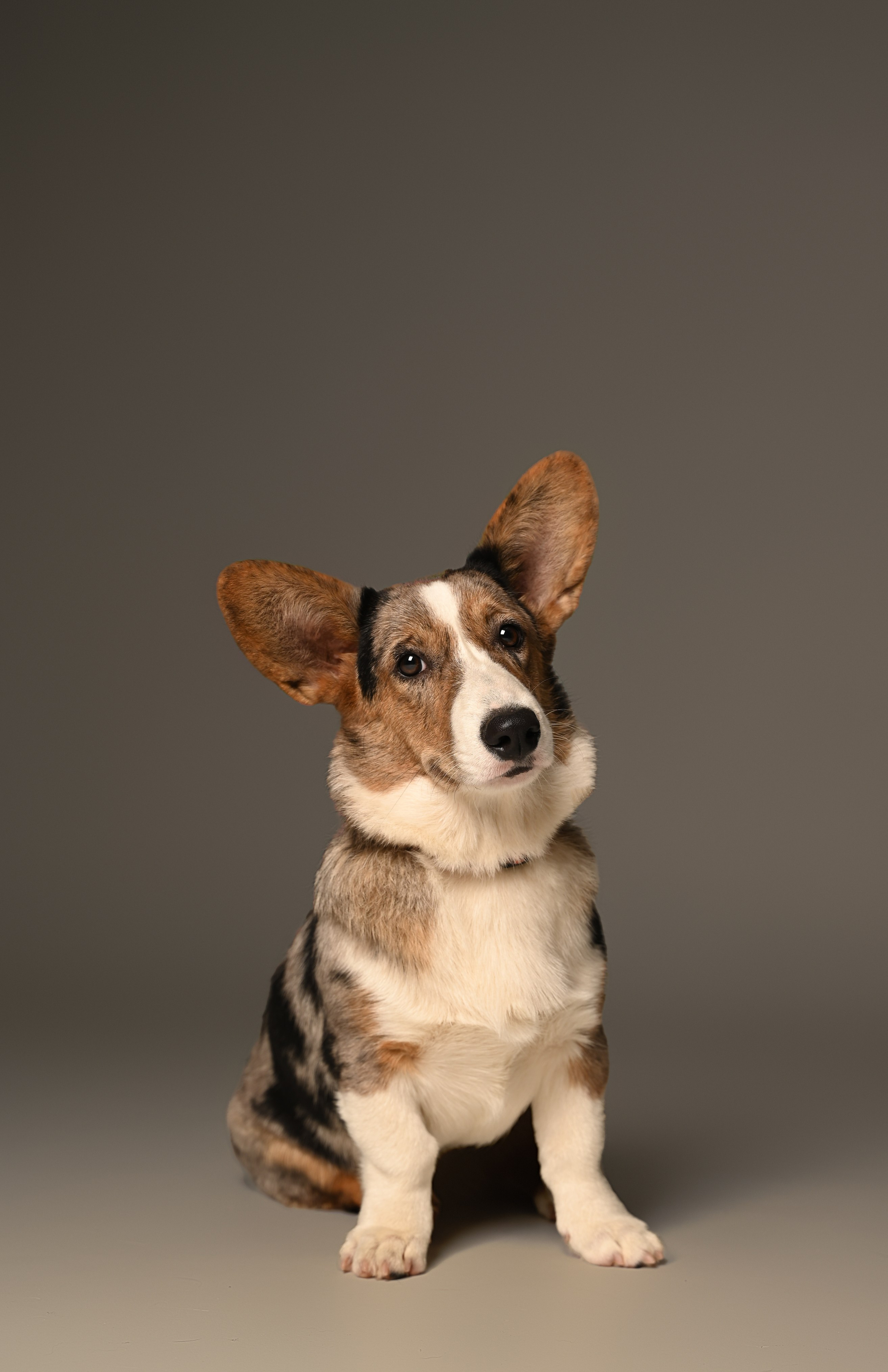 Корги. Фотограф Темрюк Анастасия Фёдорова