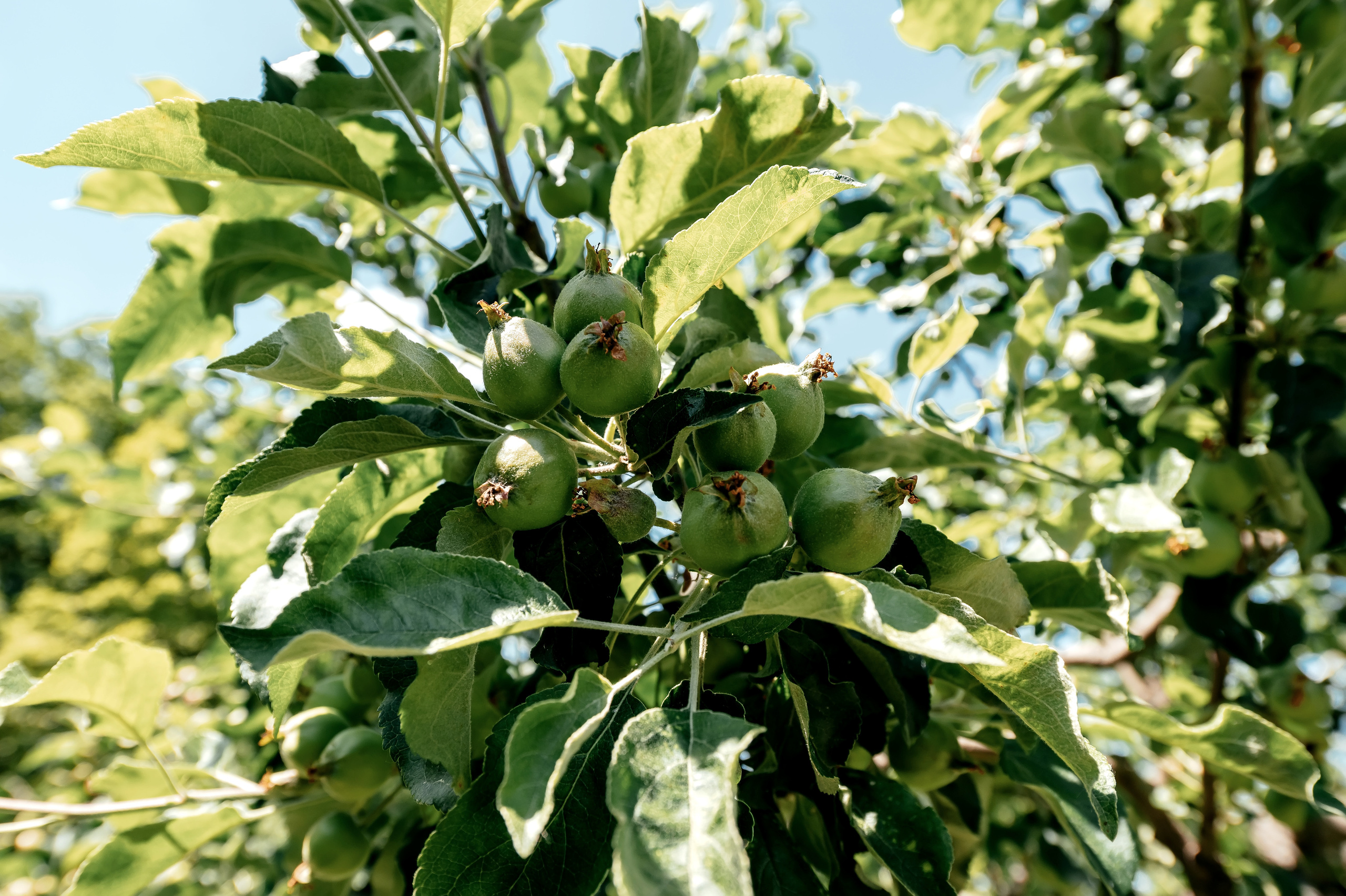 Оксана + Евгений, ЗАГС Кремль Измайлово, ВДНХ. Свадебный и семейный фотограф Виктория Носачёва. Щелково, Москва и МО