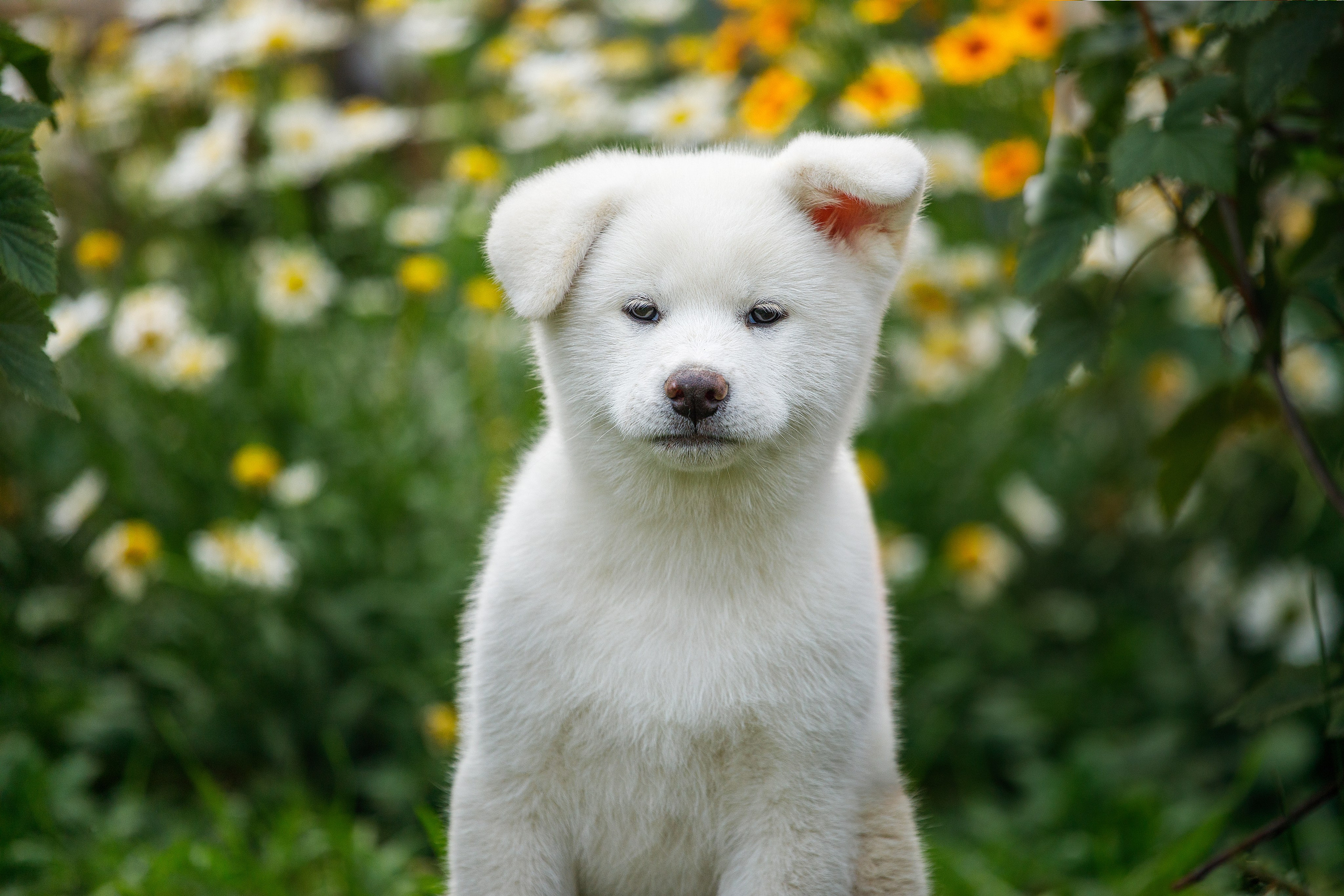 Фотосессия щенков. Фотограф для Вашей собаки