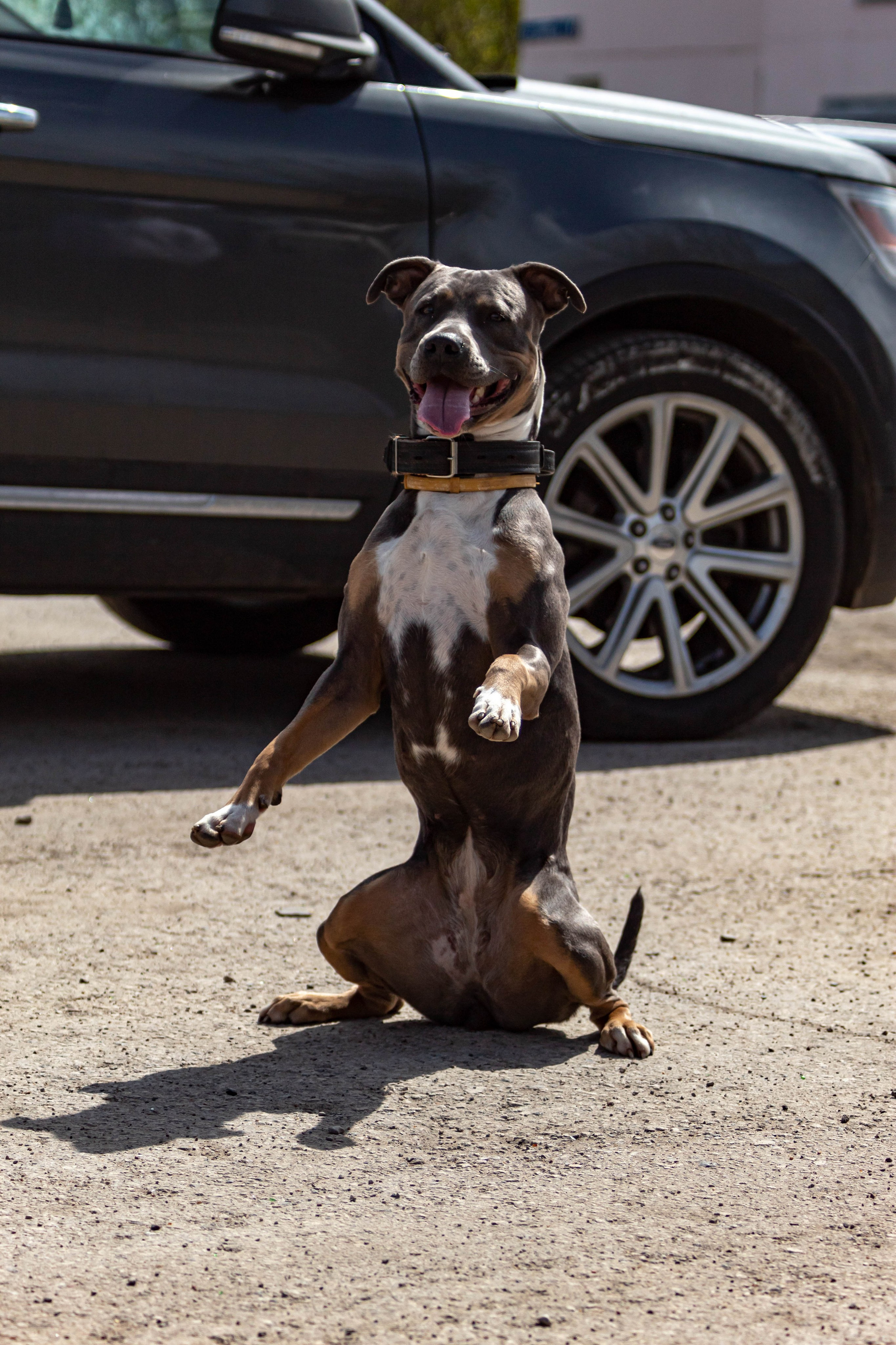 Фотограф анималист для выставки собак в Туле. Фотограф анималист — Тула, Москва