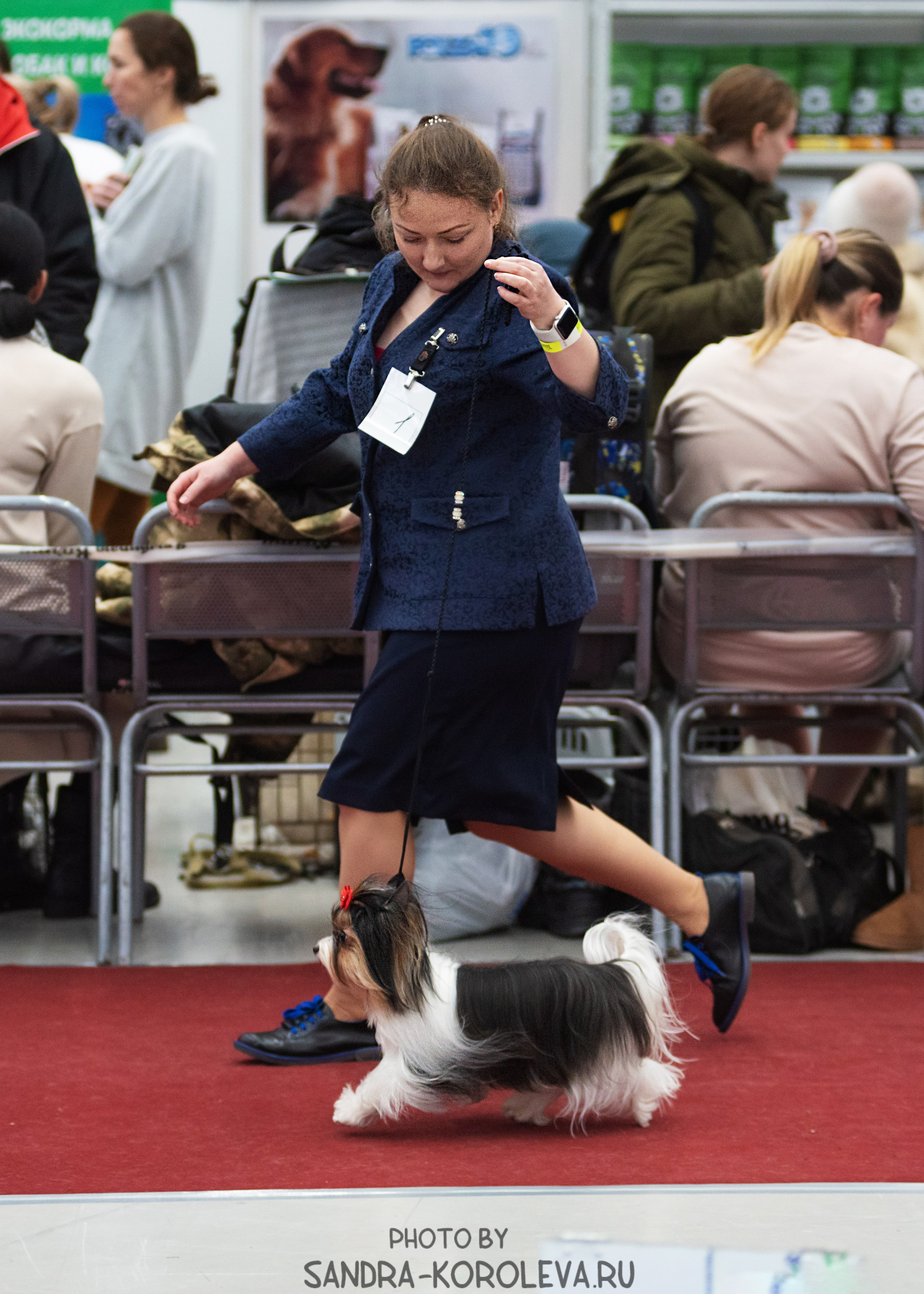 Выставка собак тюмень 10.12.2022. Дог-фотограф в Тюмени Александра Королева