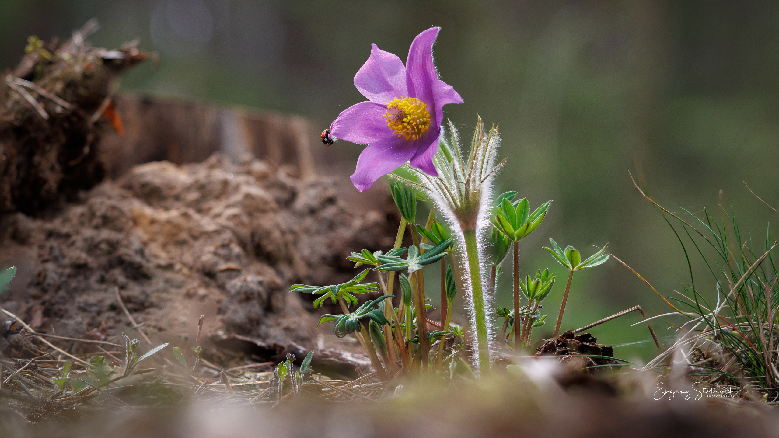 Фотографии цветов радующие глаз. Фотограф Евгений Стельмах в Молодечно и Минске