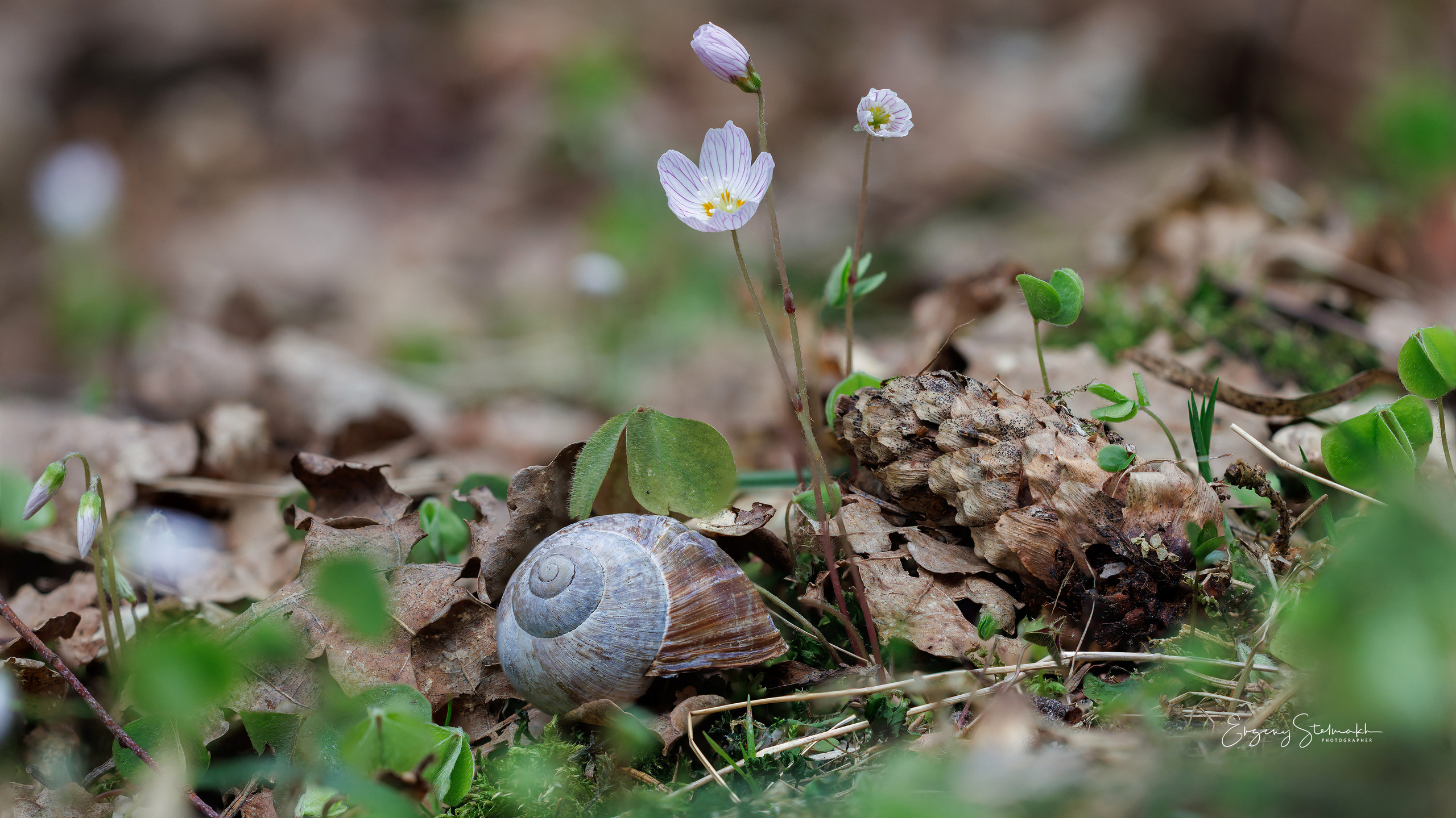 Фотографии цветов радующие глаз. Фотограф Евгений Стельмах в Молодечно и Минске