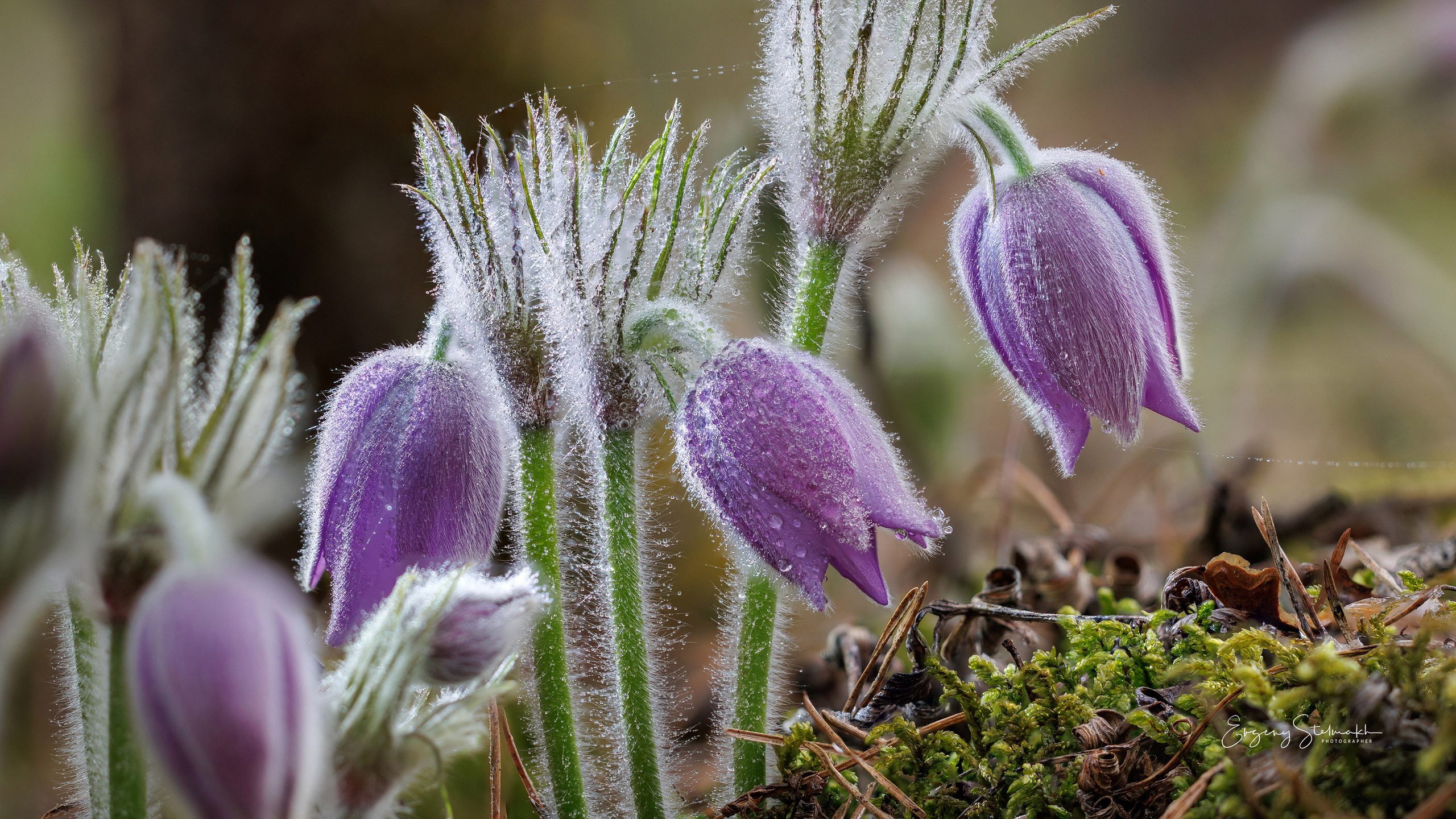Фотографии цветов радующие глаз. Фотограф Евгений Стельмах в Молодечно и Минске