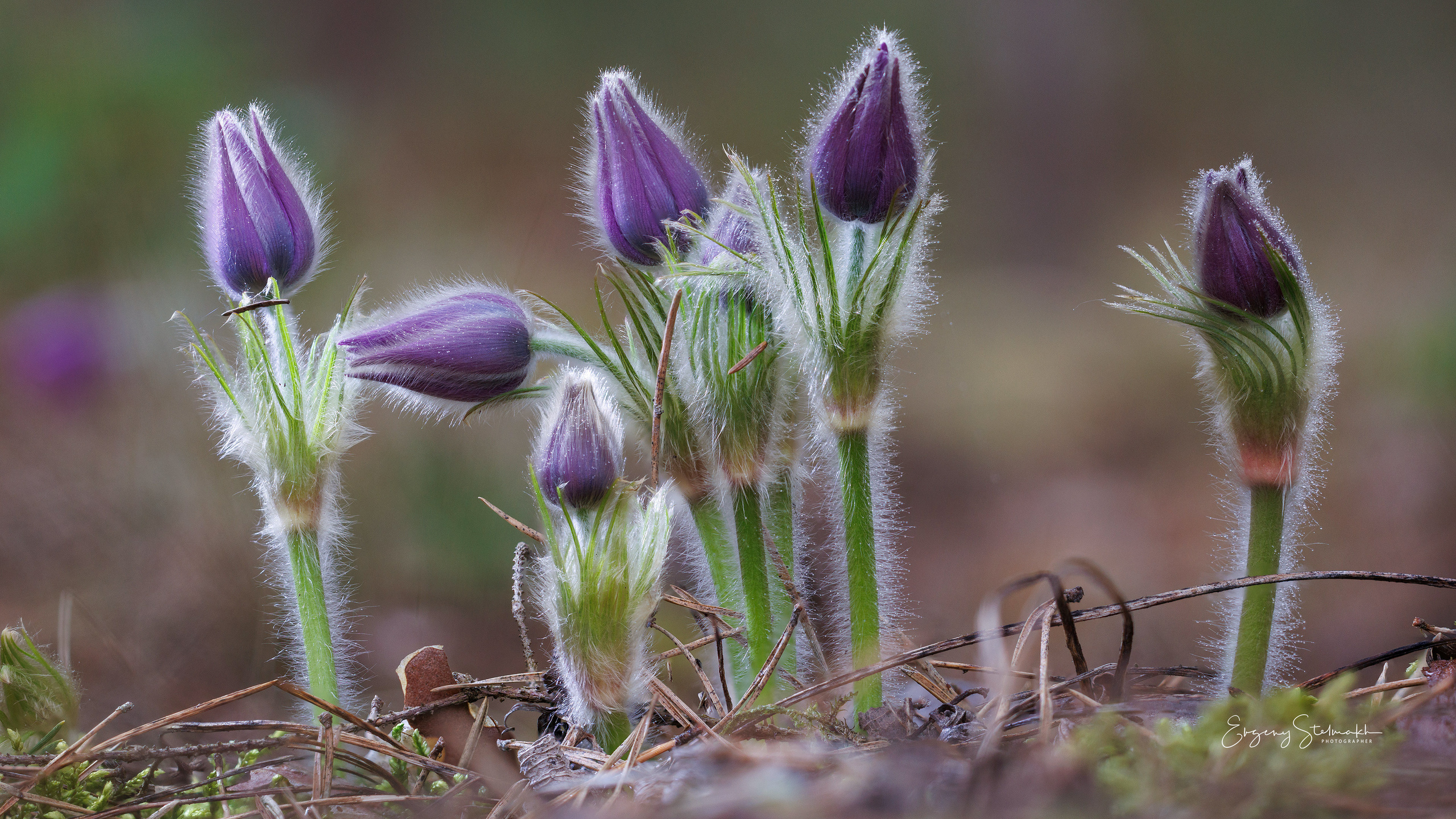 Фотографии цветов радующие глаз. Фотограф Евгений Стельмах в Молодечно и Минске