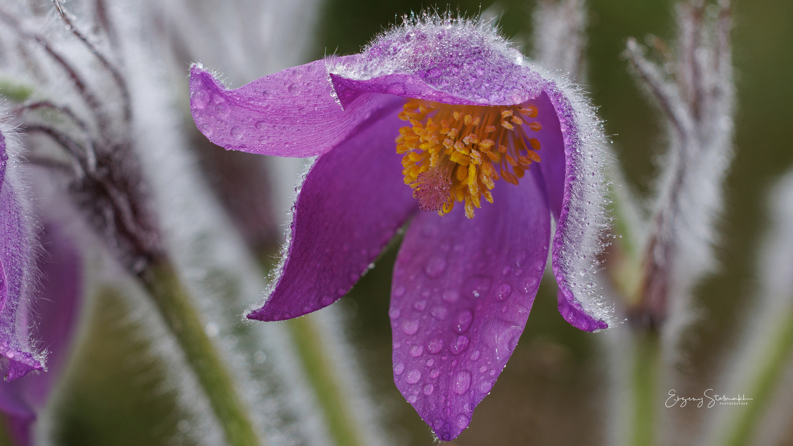 Фотографии цветов радующие глаз. Фотограф Евгений Стельмах в Молодечно и Минске