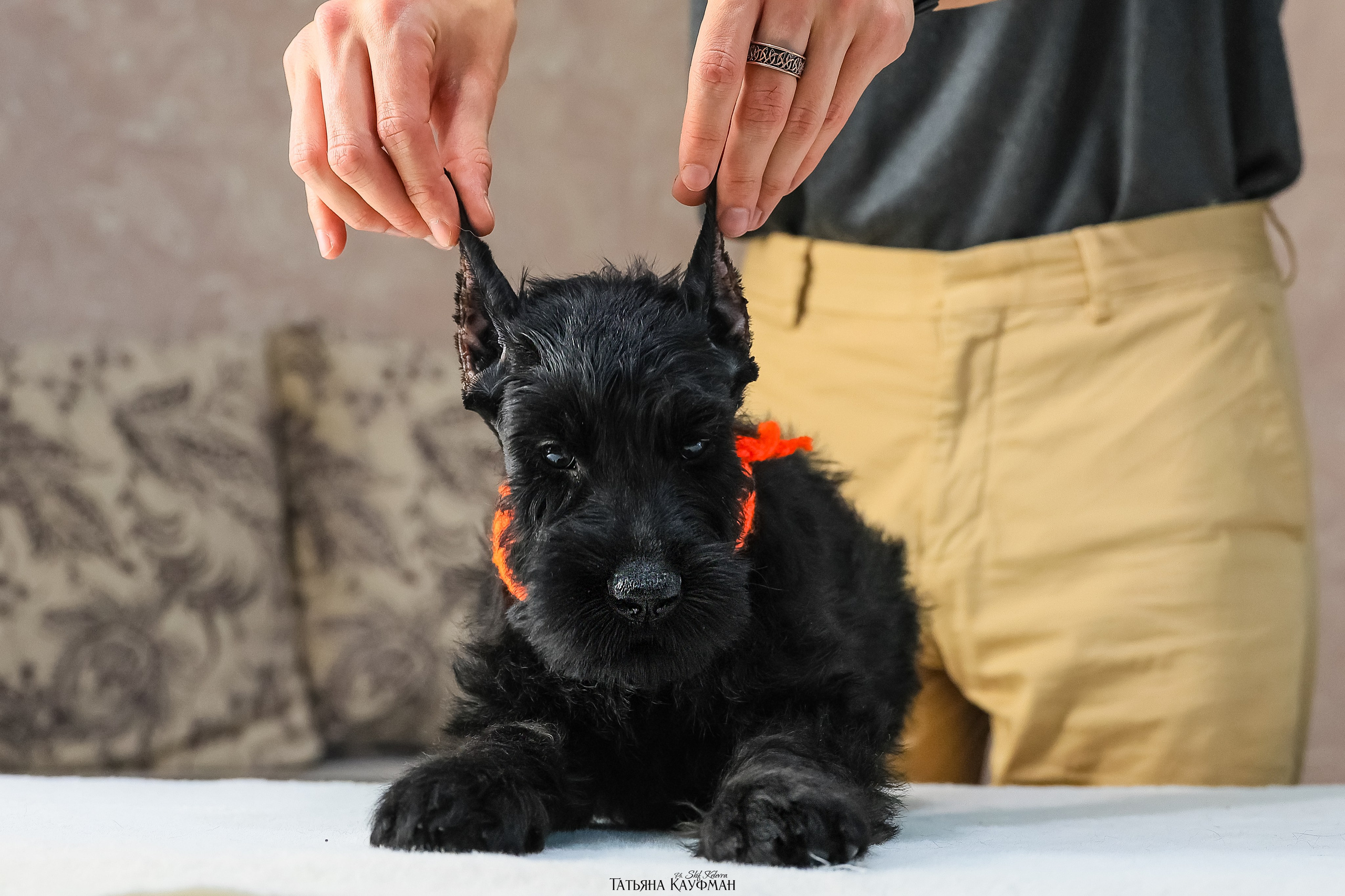Ризеншнауцеры 2 месяца. Фотограф Анималист из Новосибирска Татьяна Кауфман