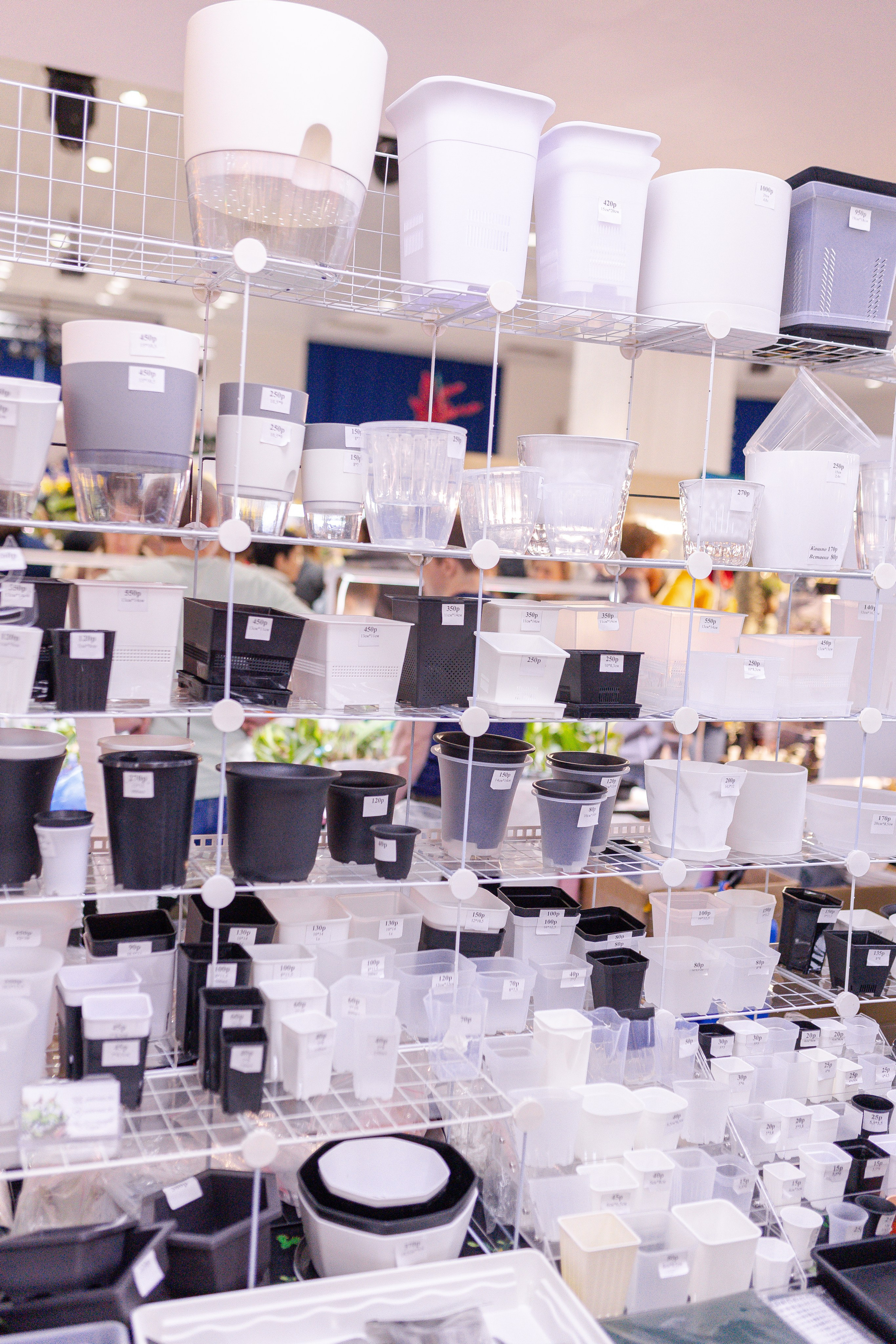 Орхидиум 12.2025. Александра Куликова фотограф, Москва