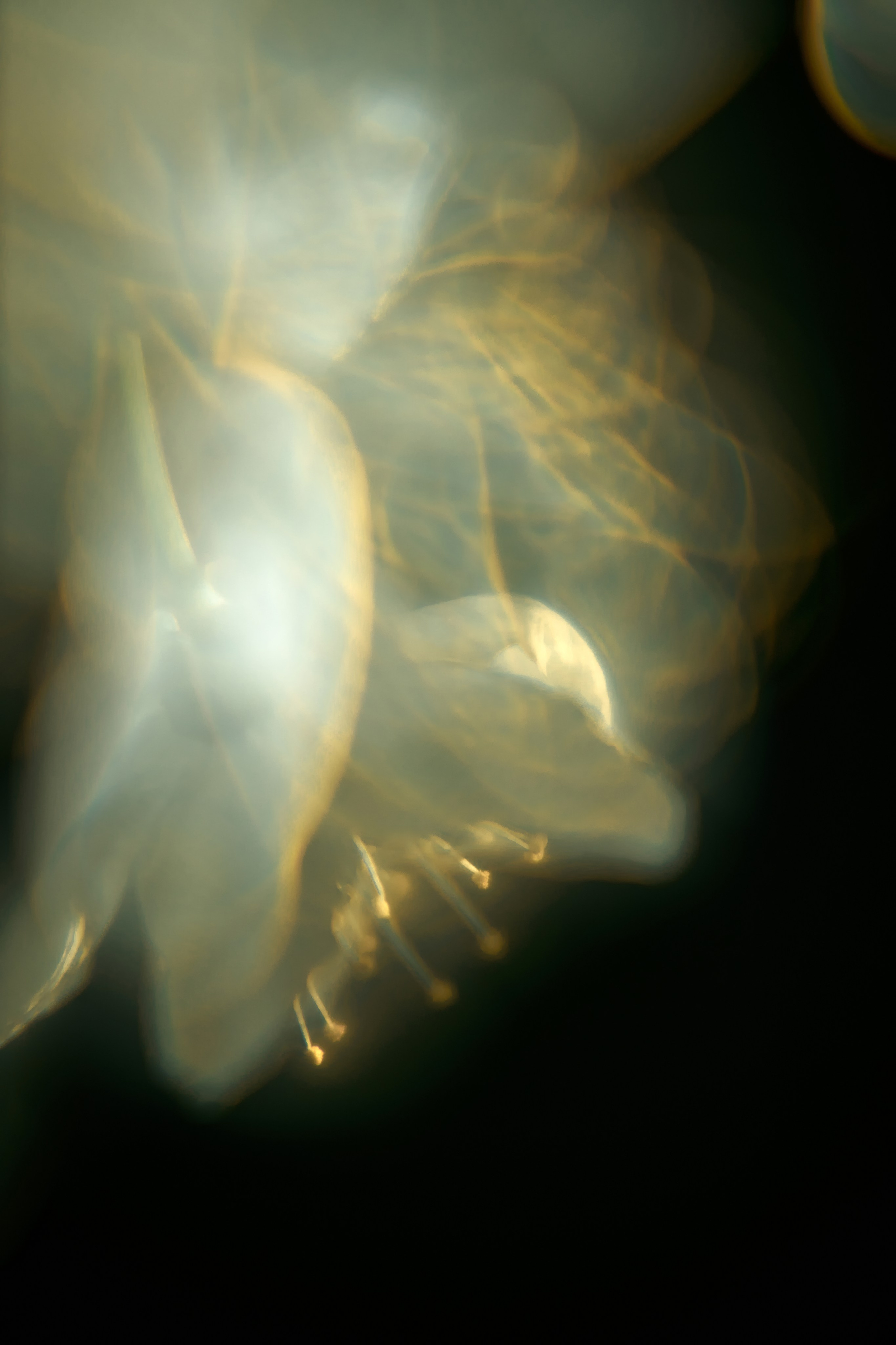 Макро-абстракция «Эфемерность» | Лимитированная серия. Sandra Marselly | Абстрактная Макро-Фотография