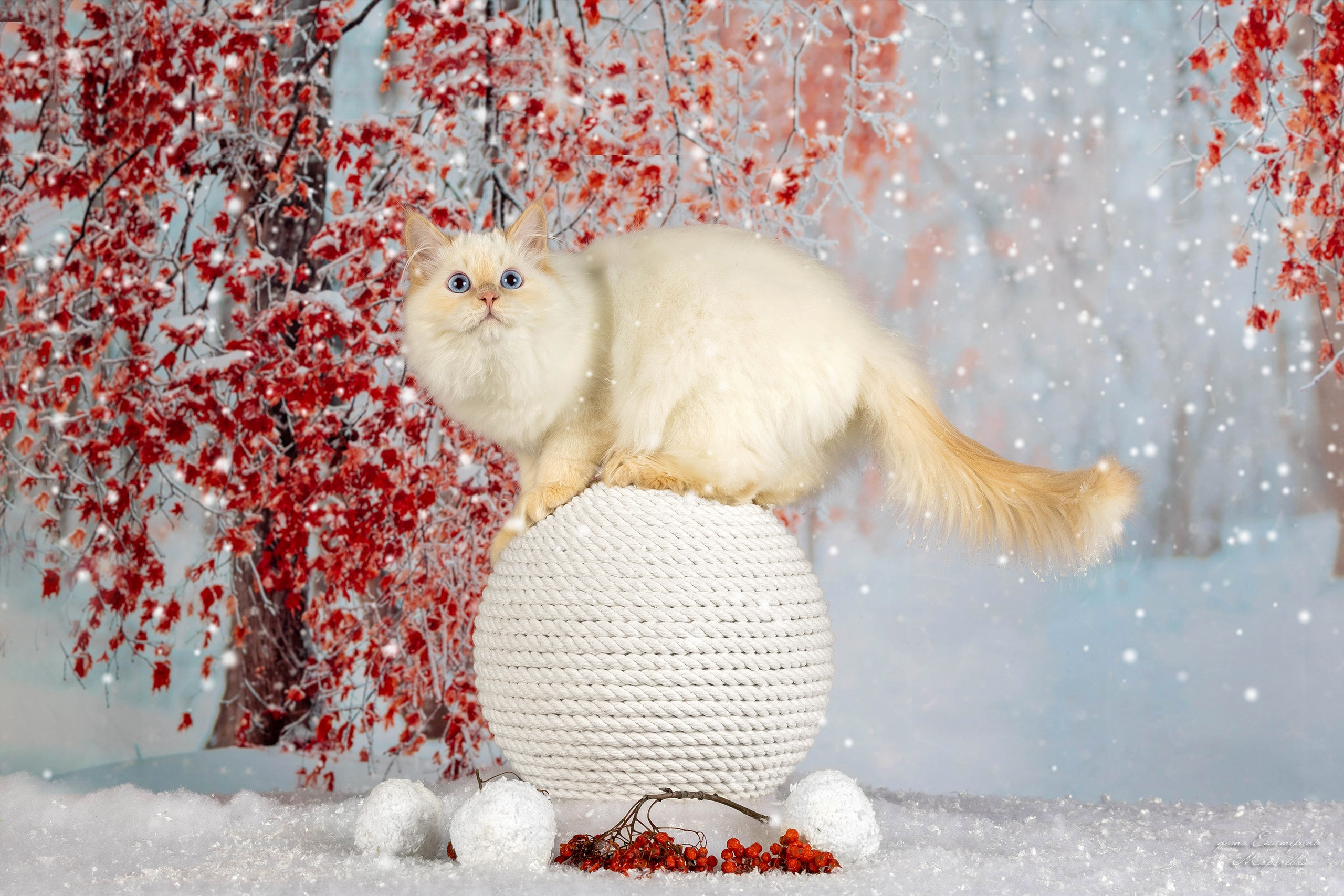 Тематические фоны с рисунком. Фотограф-анималист в Омске Екатерина Маричева