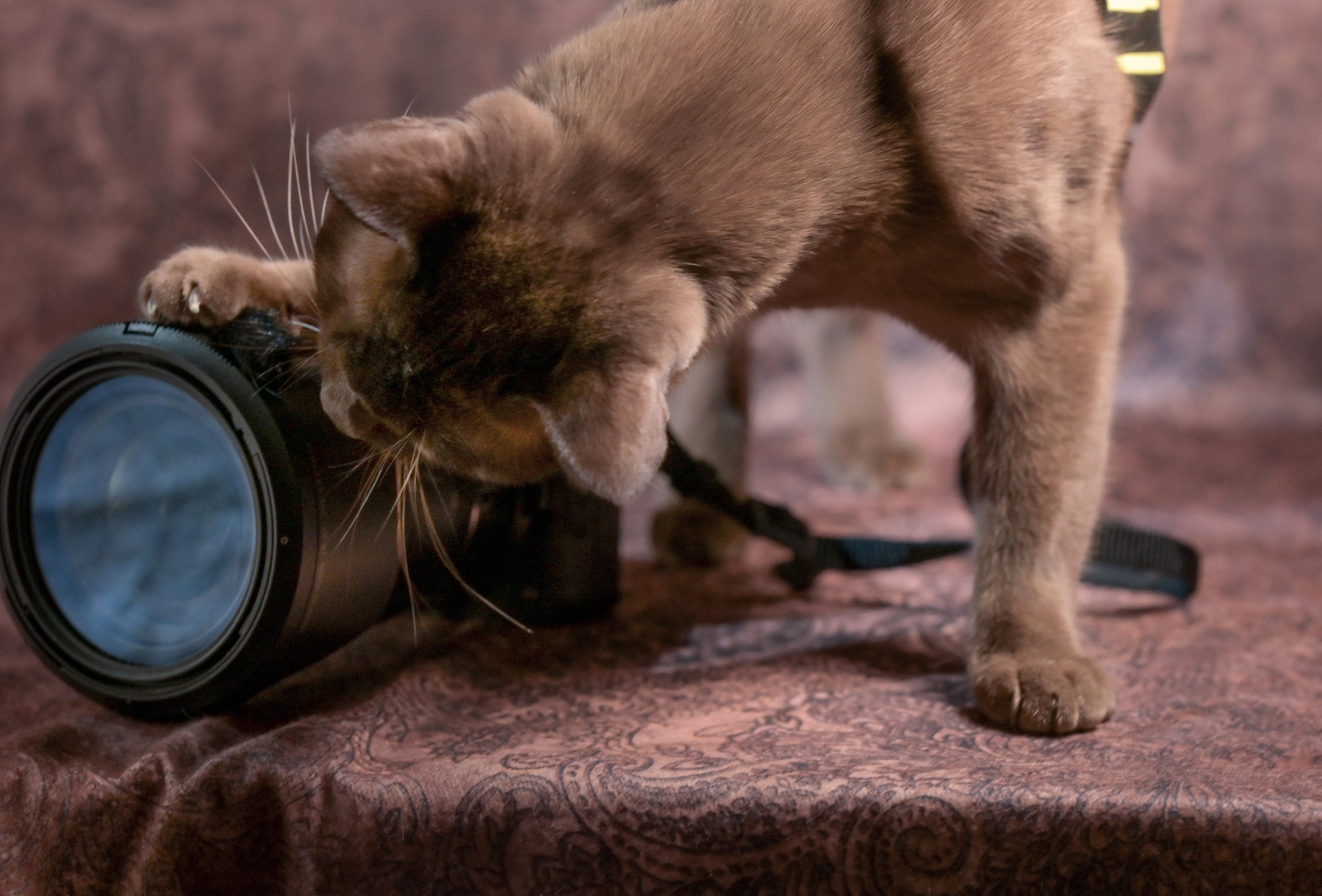 котик заглядывает в объектив лежащей на столе фотокамеры 