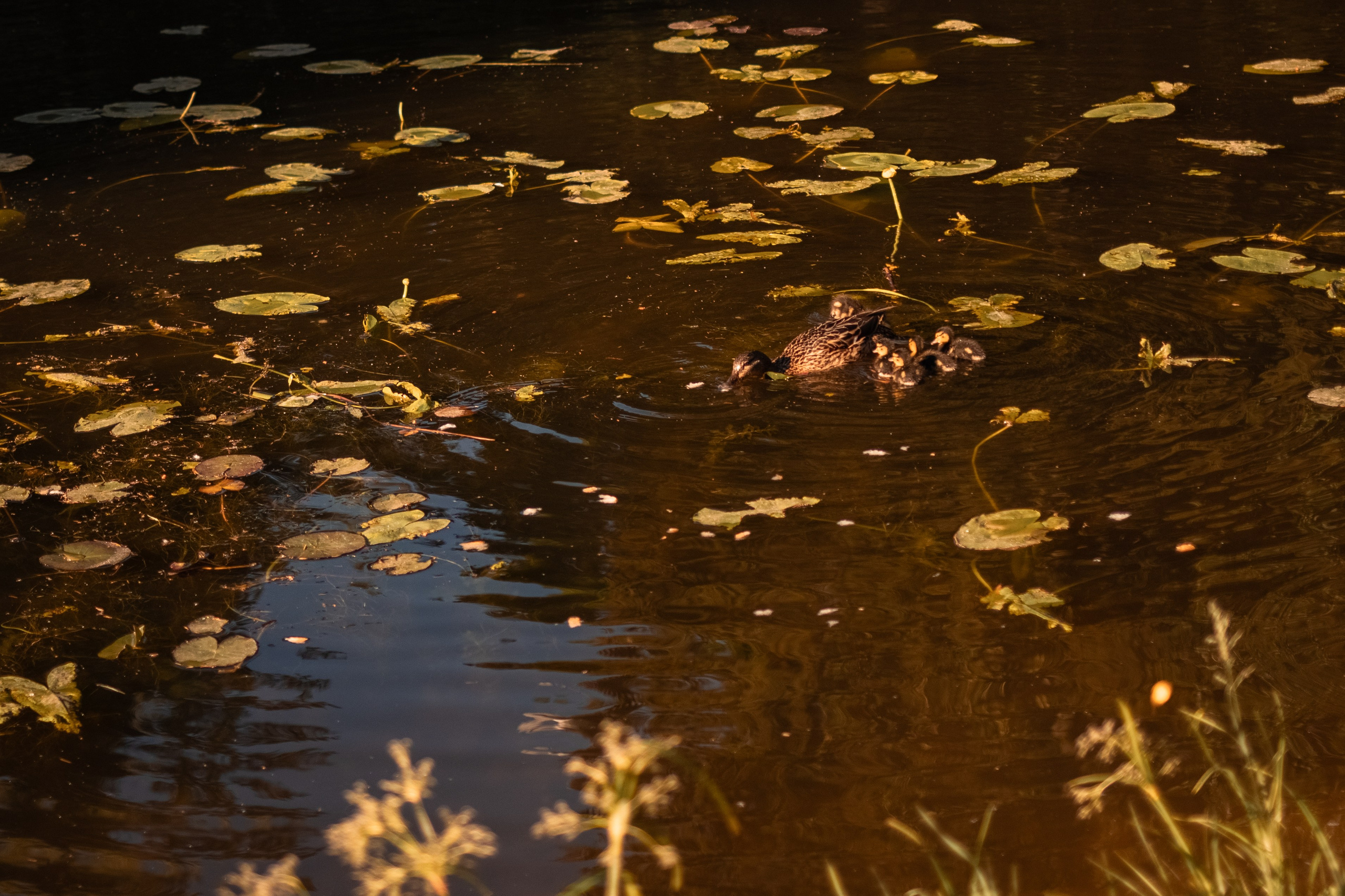Теплая прогулка. Семейный и женский фотограф в Санкт-Петербурге Татьяна Стружкина
