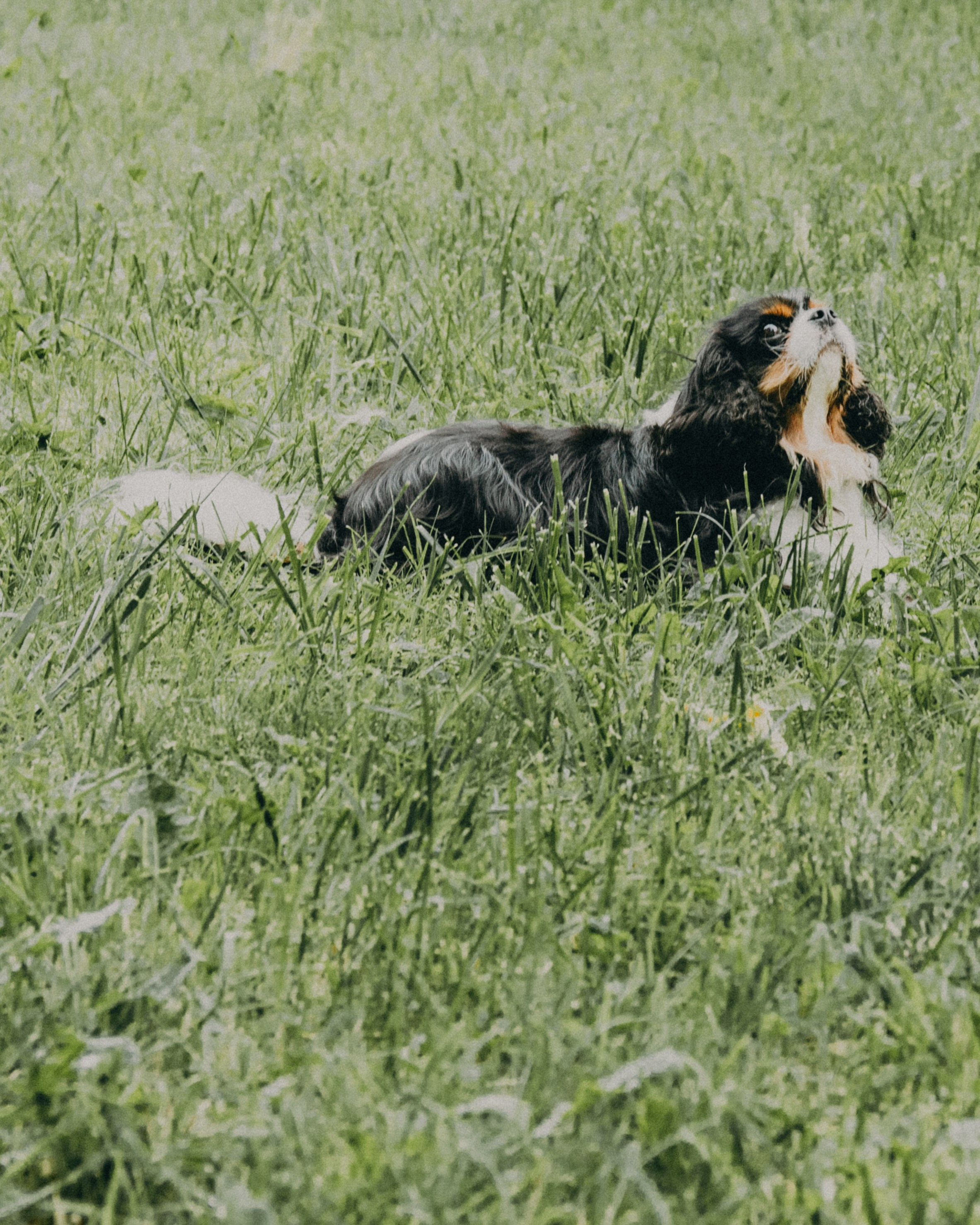 Гилдин. Портретный фотограф Ванинен Анастасия. Санкт-Петербург
