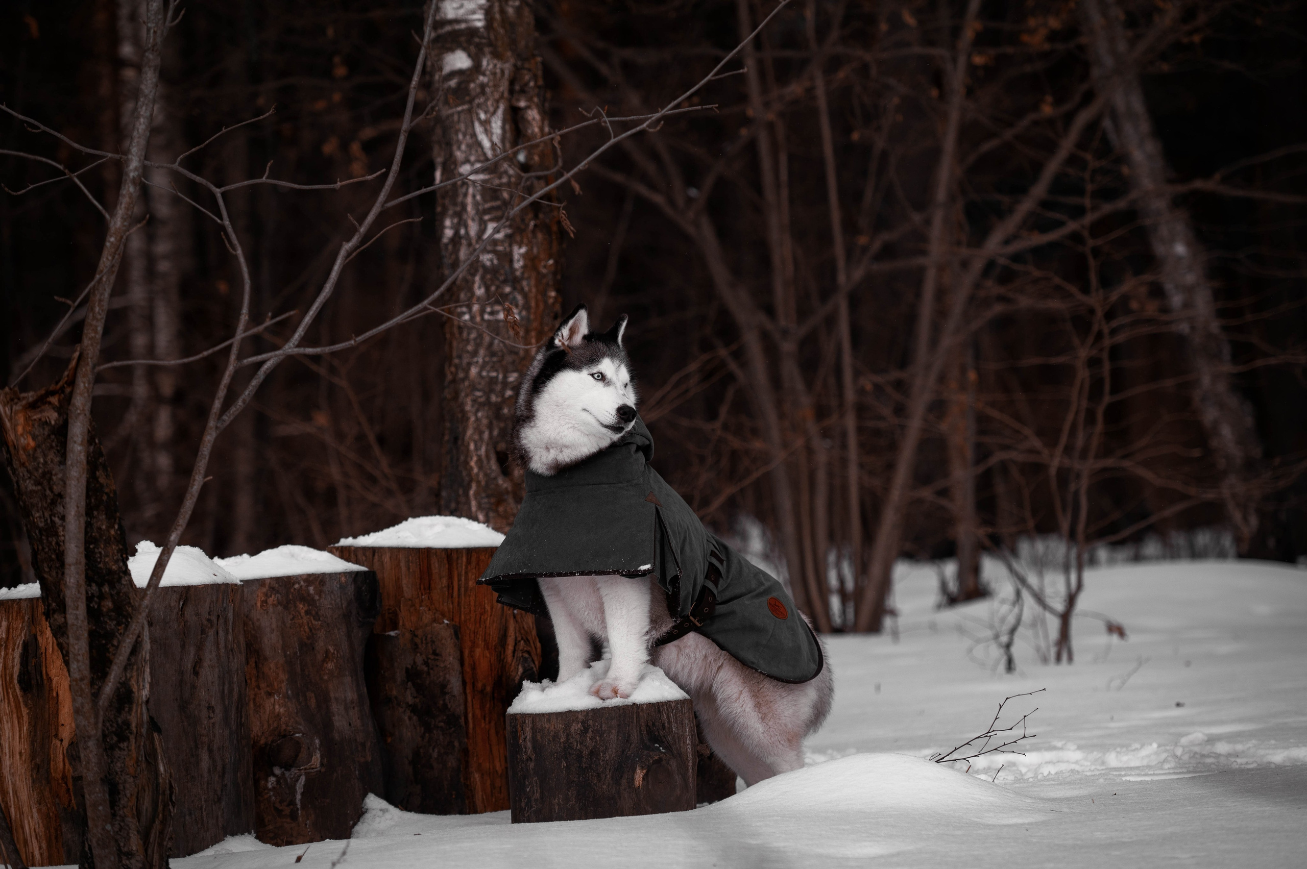 Шанель. Фотограф-анималист