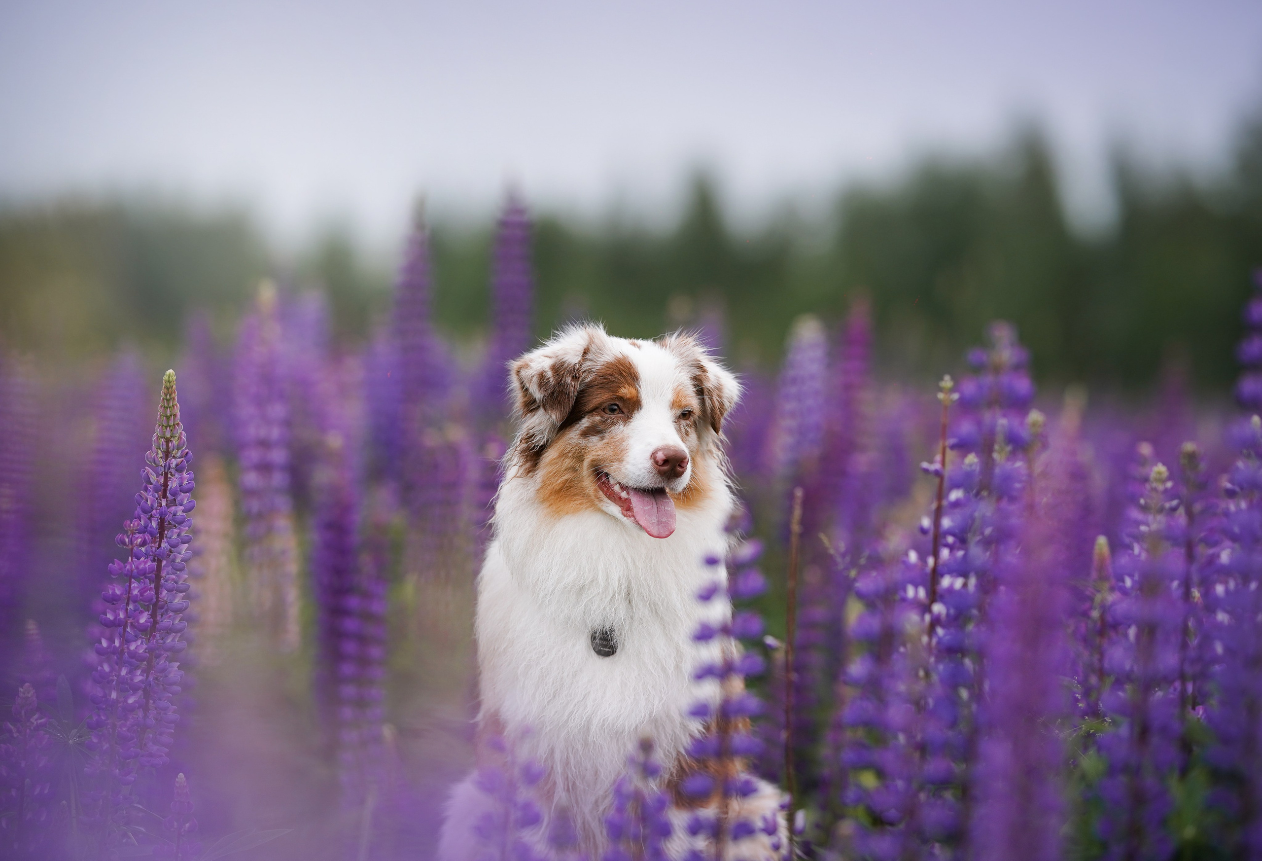 Аня Арчи и Панда в люпинах. Фотограф-анималист в Санкт-Петербурге Яна Мартынова
