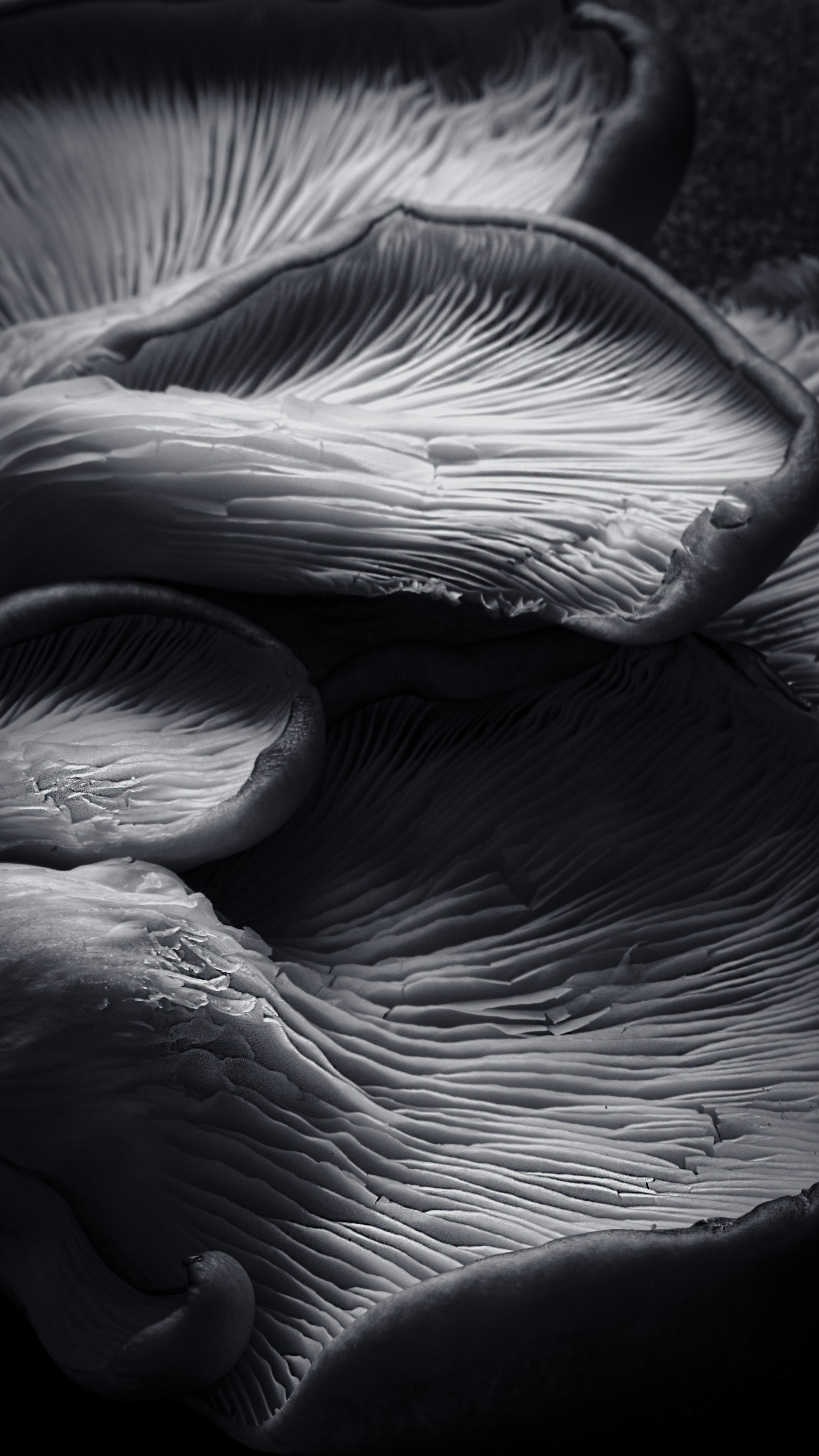 ГРИБЫ. Я  фотограф. Работаю в городе Москва,