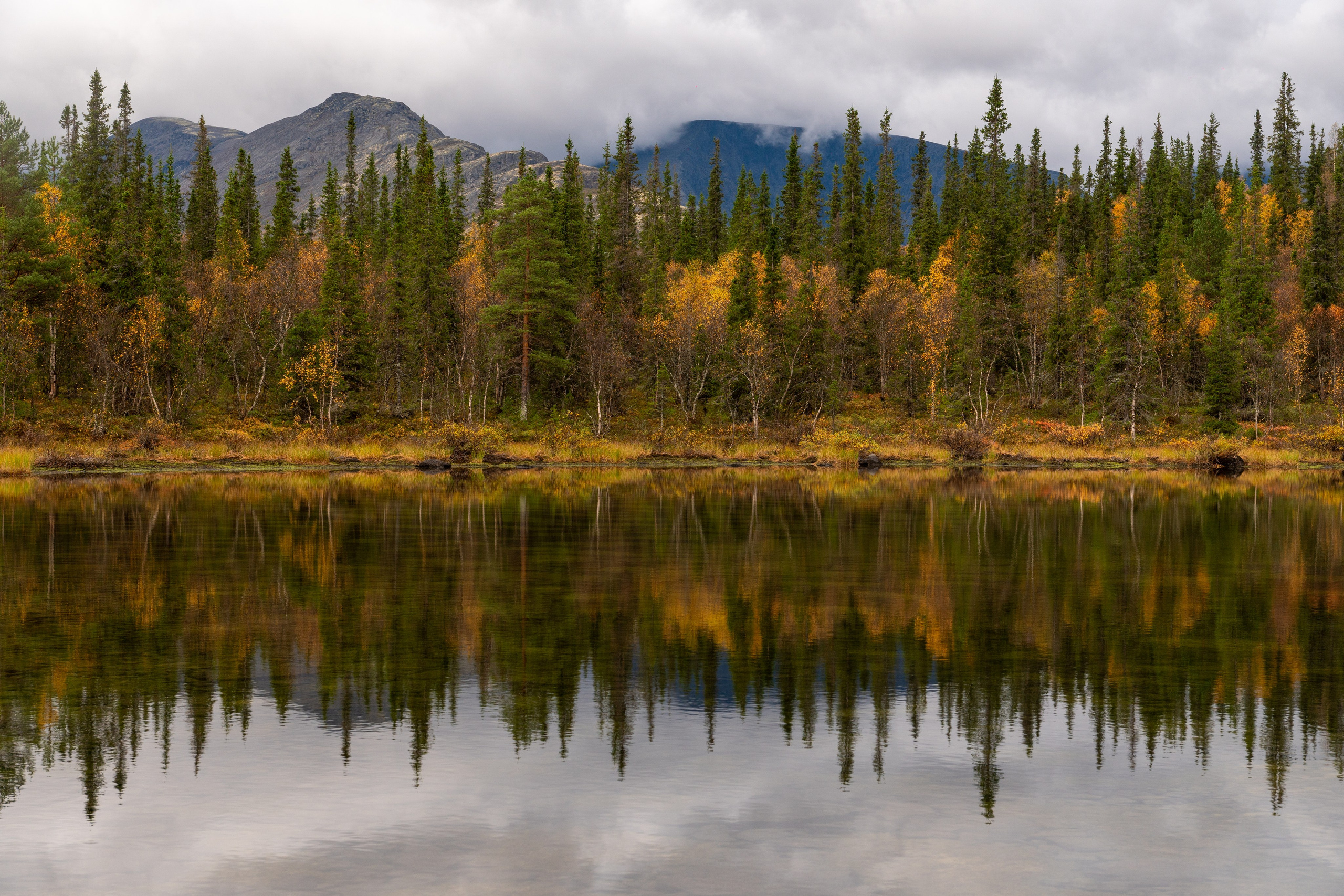 Золотая осень в Хибинах. Daria wanderer photography