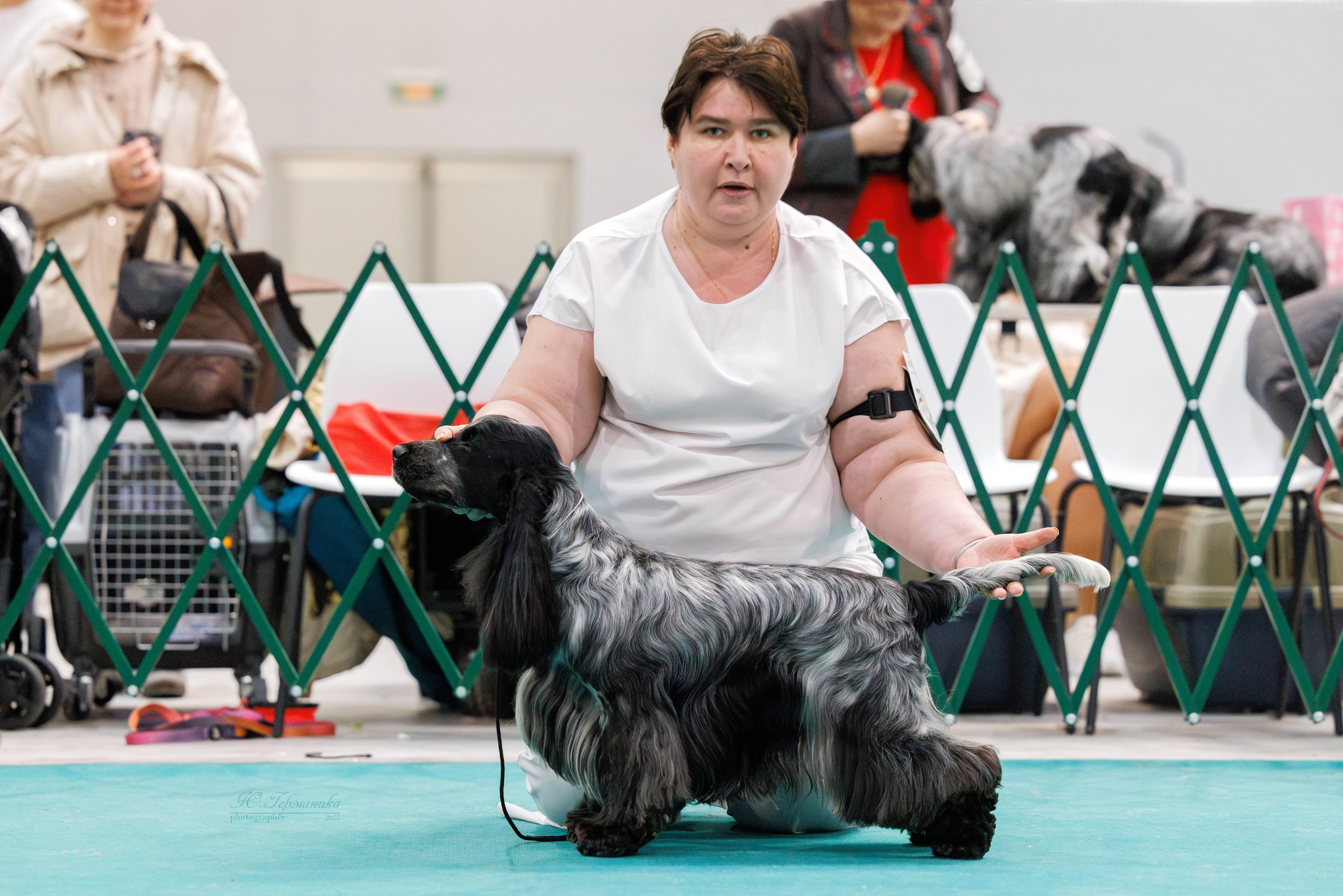 Питер ротвейлеры 18.01,Крокус 19.01.2025. Фотограф-анималист Юлия Германика