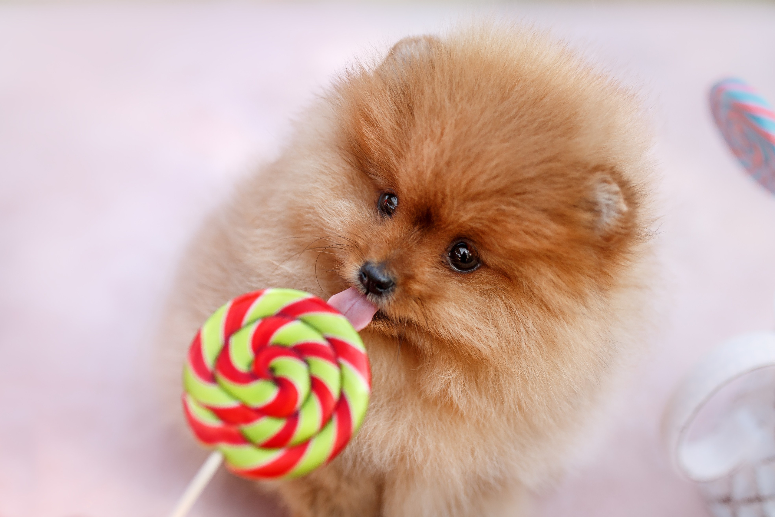 Анималистика. Репортажный фотограф Мария Мадзик