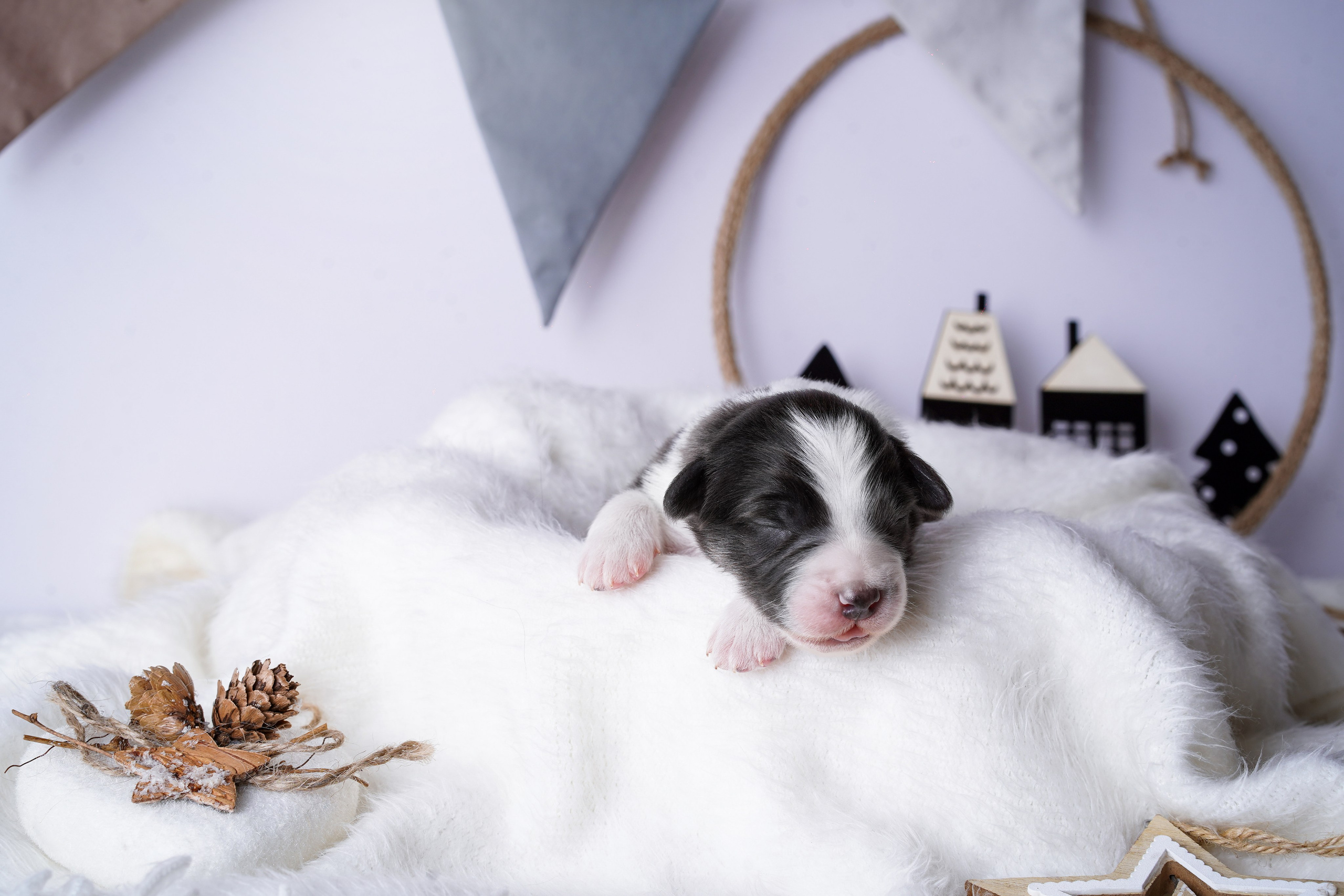 Щенки австралийской овчарки. Фотограф-анималист в Санкт-Петербурге Яна Мартынова
