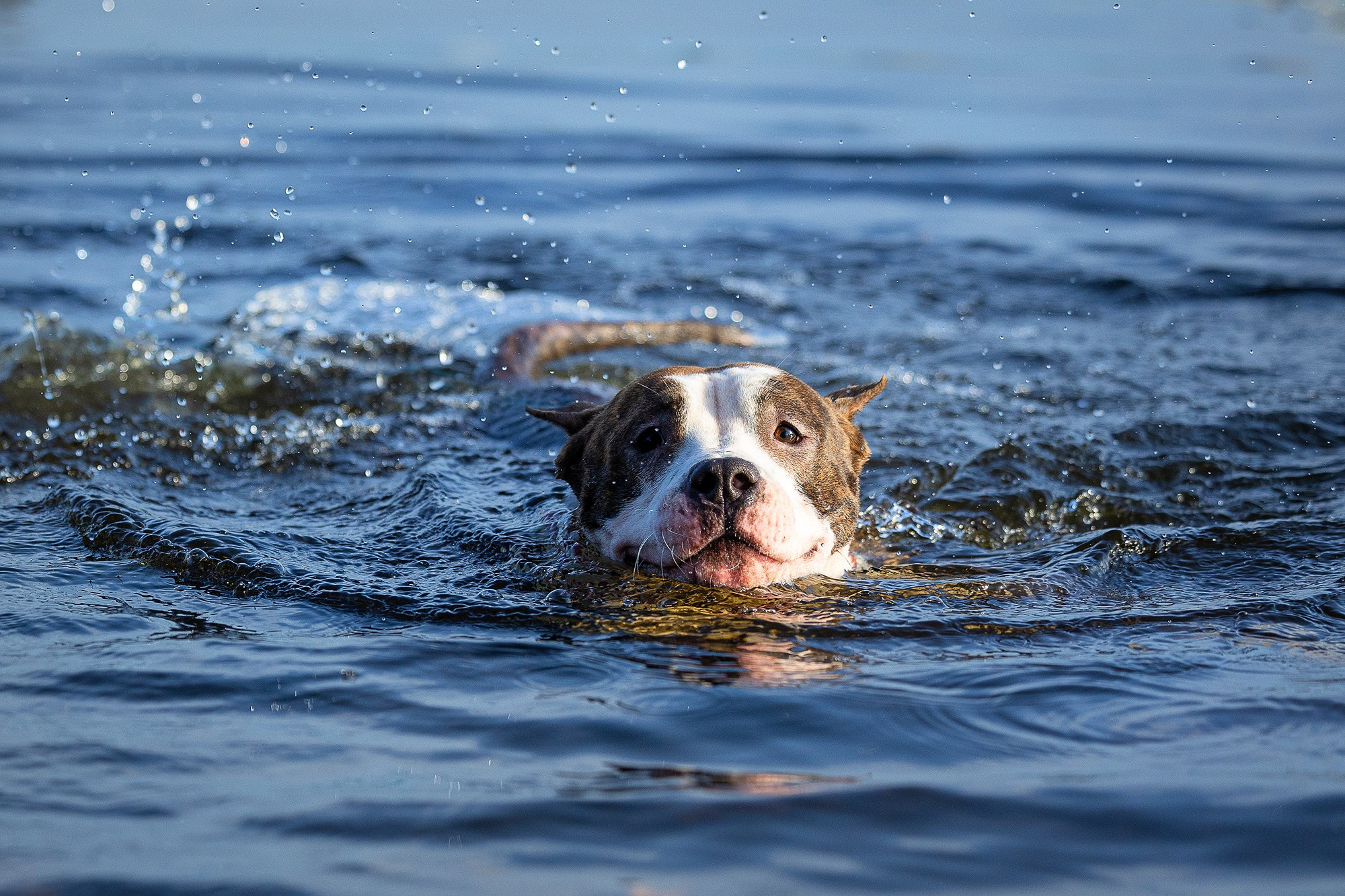 Амстафф Честер и его семья. Фотограф-анималист Natalia Deingel | Фотосъемка собак в Москве