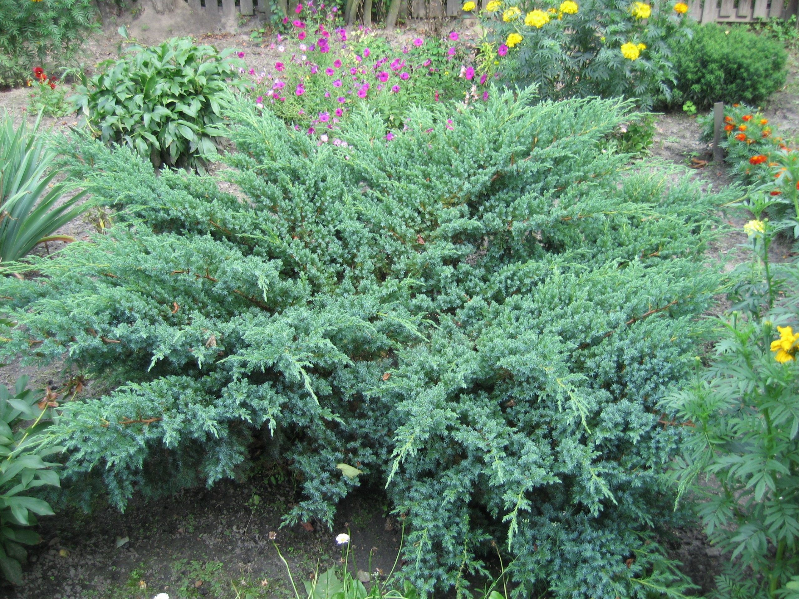 Стелющийся можжевельник в саду — элемент декоративного озеленения среди цветущих растений.