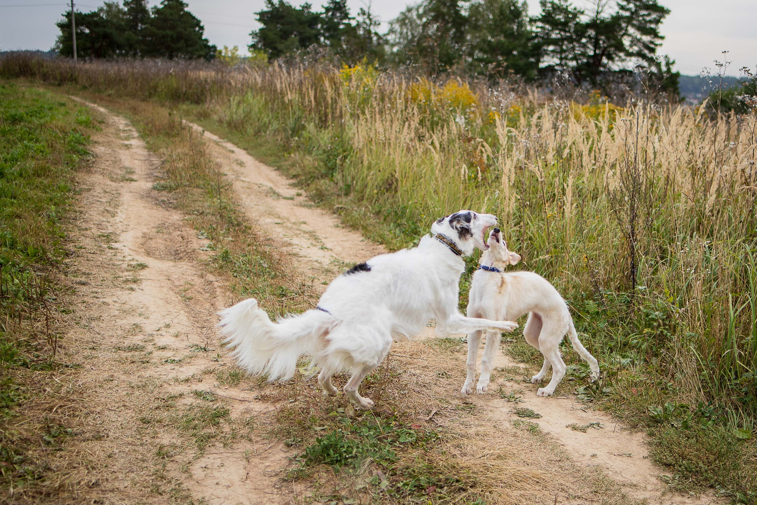РПБ. Фотограф-анималист Александра Шеремет
