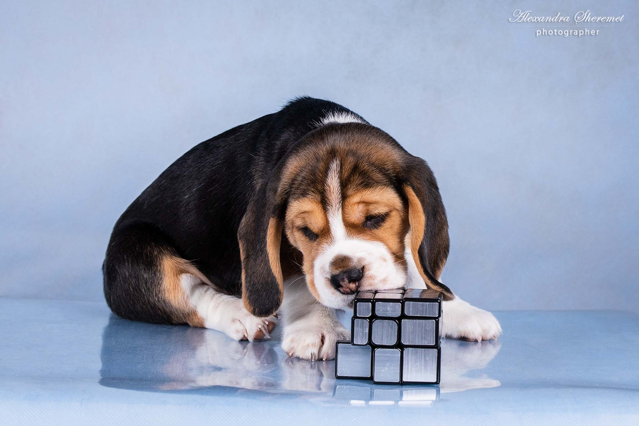 Щенки. Фотограф-анималист Александра Шеремет