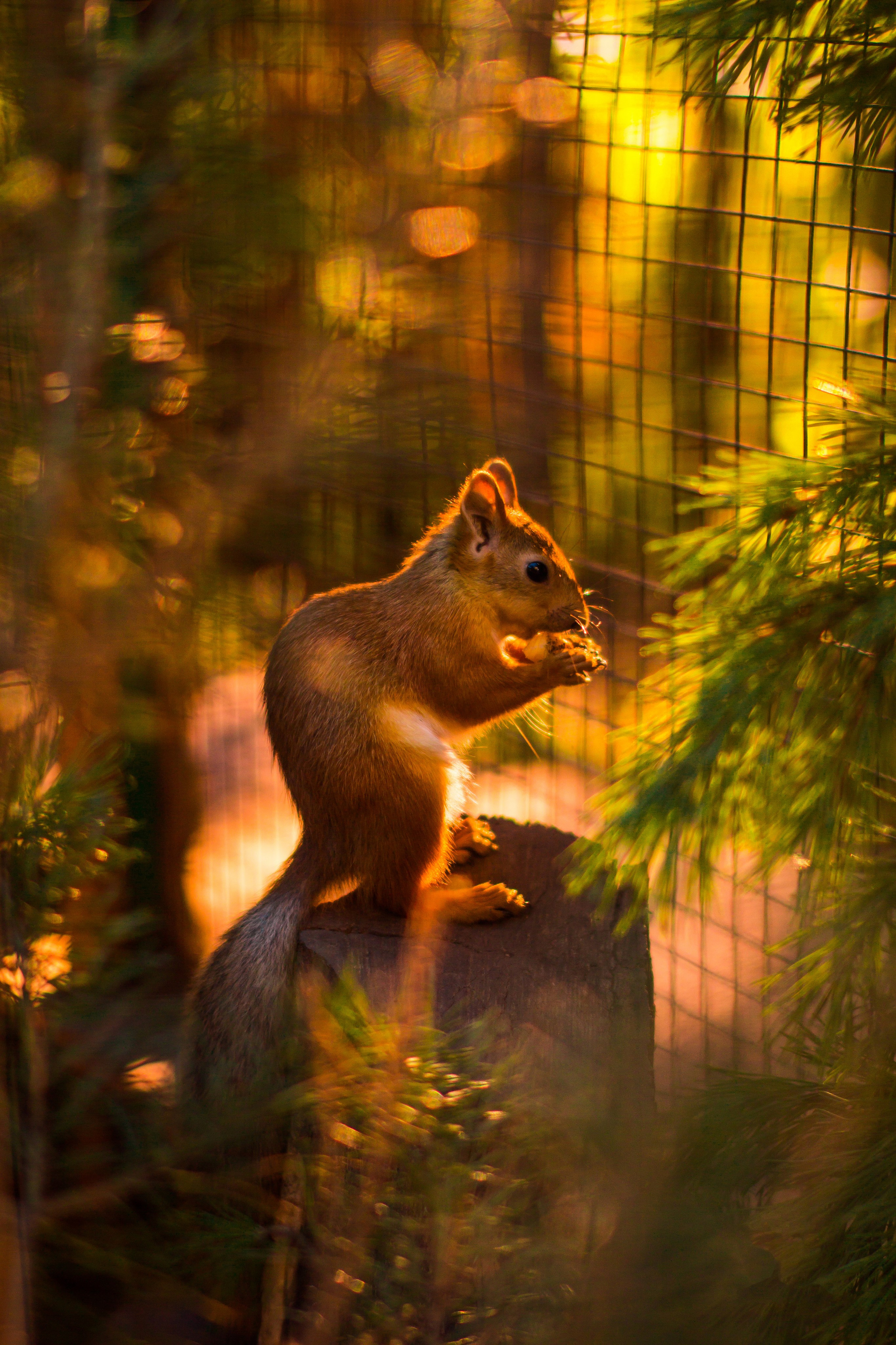 ЦВЕТНЫЕ ФОТОГРАФИИ. Никита Аничкин фото и видео оператор из России