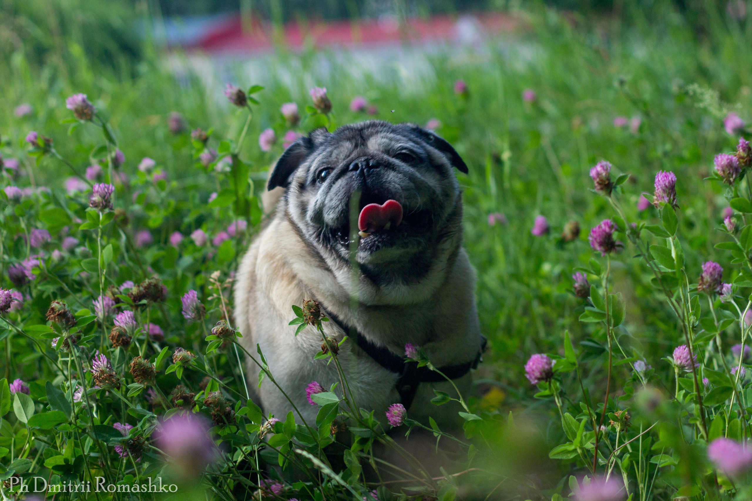 Анималистка. Фотограф Дмитрий Ромашко