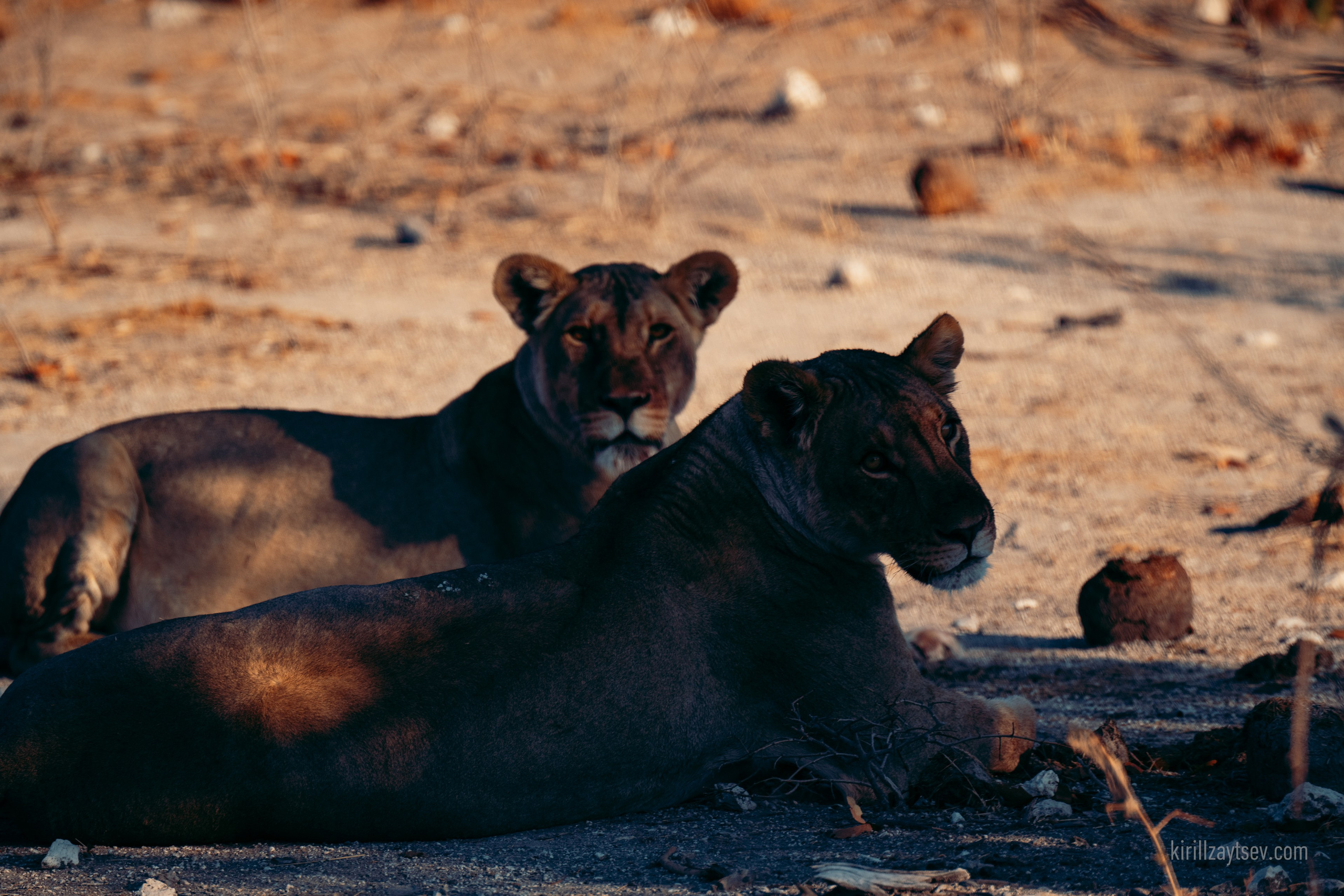 Жизнь. Профессиональный фотограф Кирилл Зайцев
