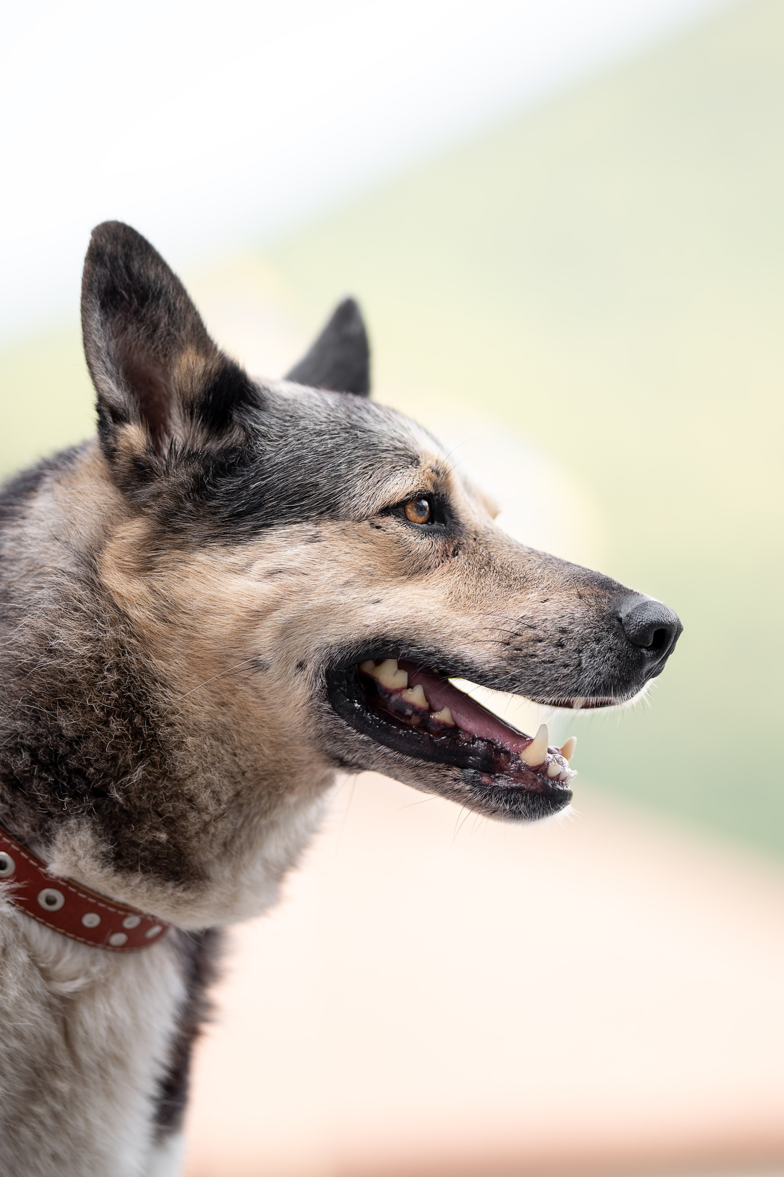 Мини-приют «Возрождение». Ирина Голомб|Фотограф-анималист в  Сочи и Калининграде
