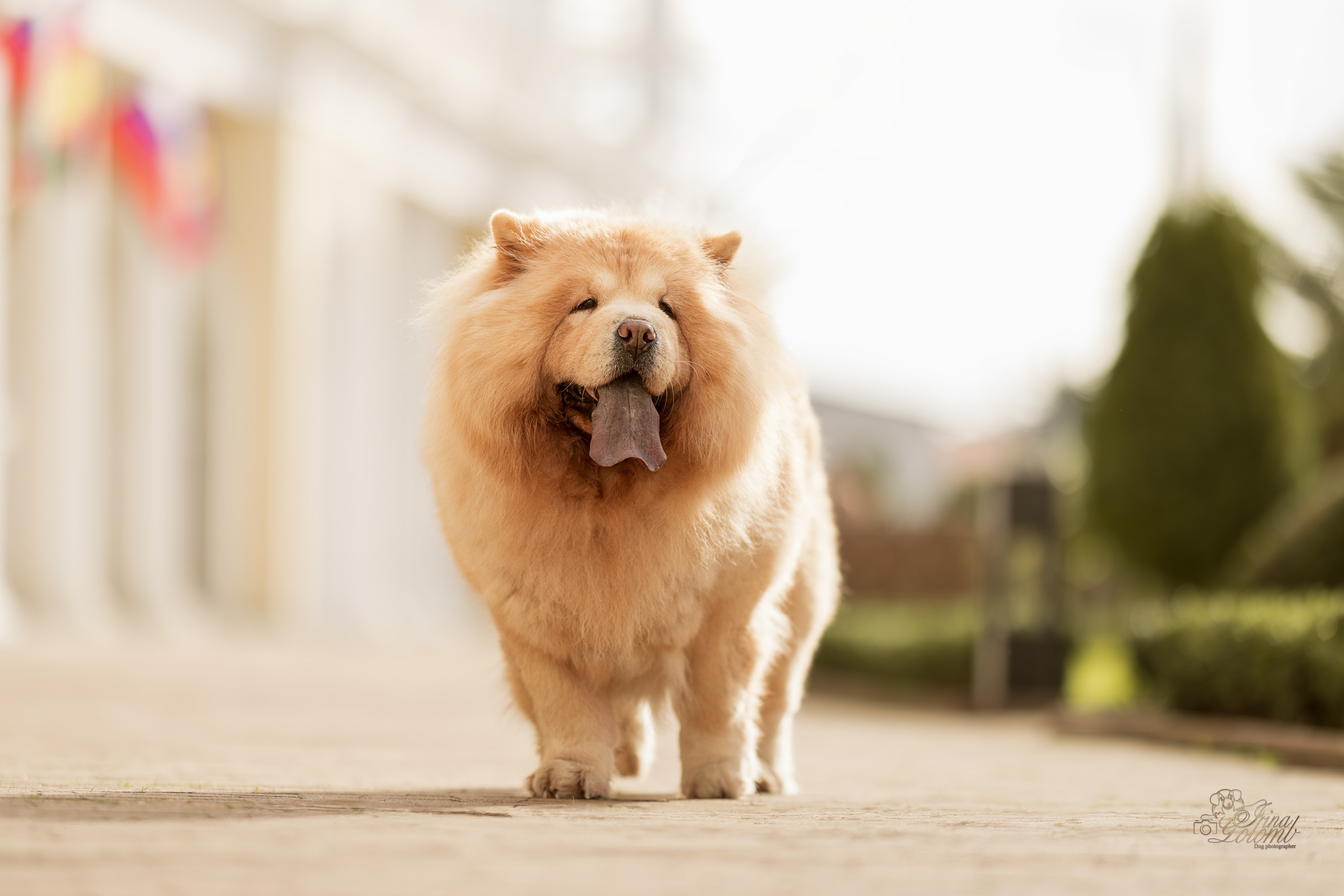 Дана и Макс, Чау-чау. Ирина Голомб|Фотограф-анималист в  Сочи и Калининграде