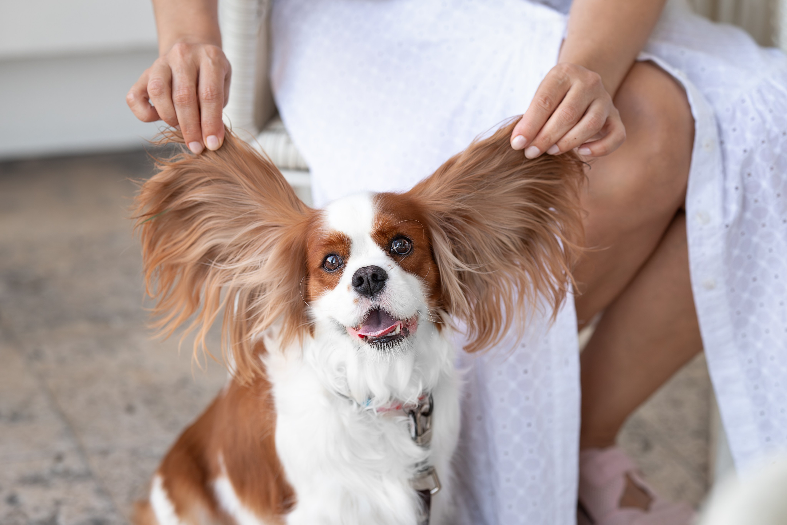 Нюша, Кавалер Кинг Чарльз Спаниель. Ирина Голомб|Фотограф-анималист в  Сочи и Калининграде