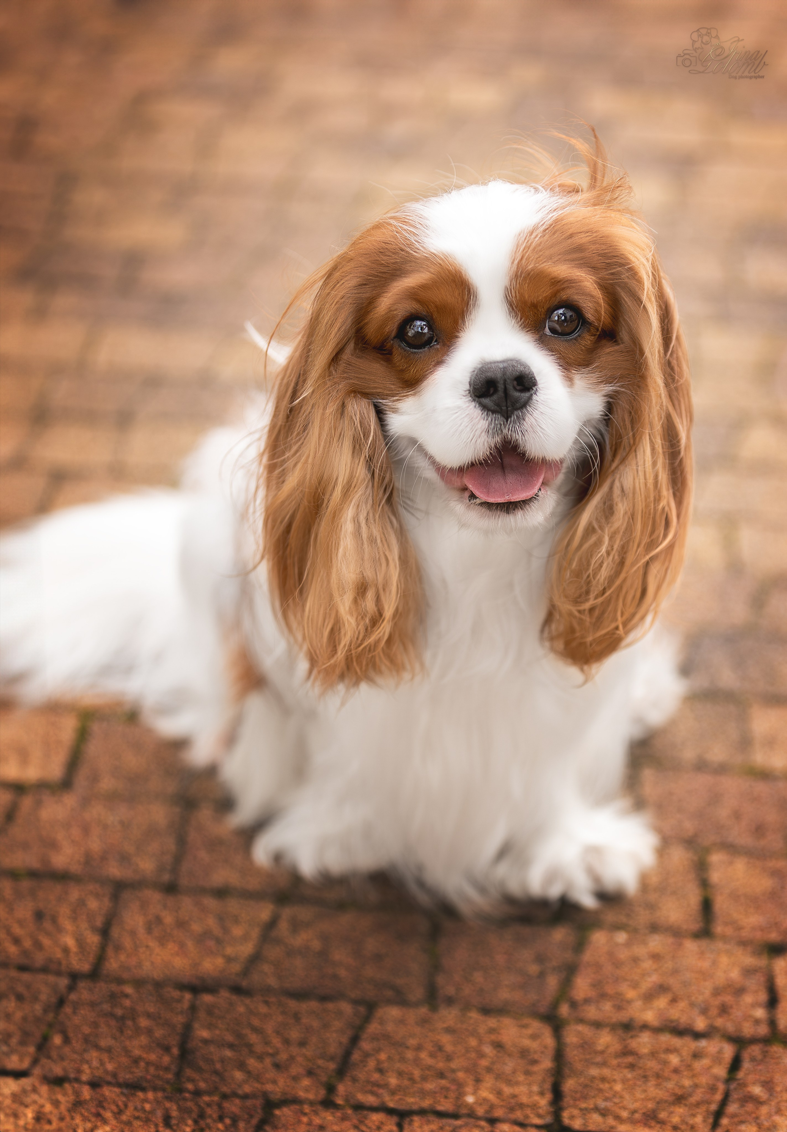 Симба, ККЧС. Ирина Голомб|Фотограф-анималист в  Сочи и Калининграде