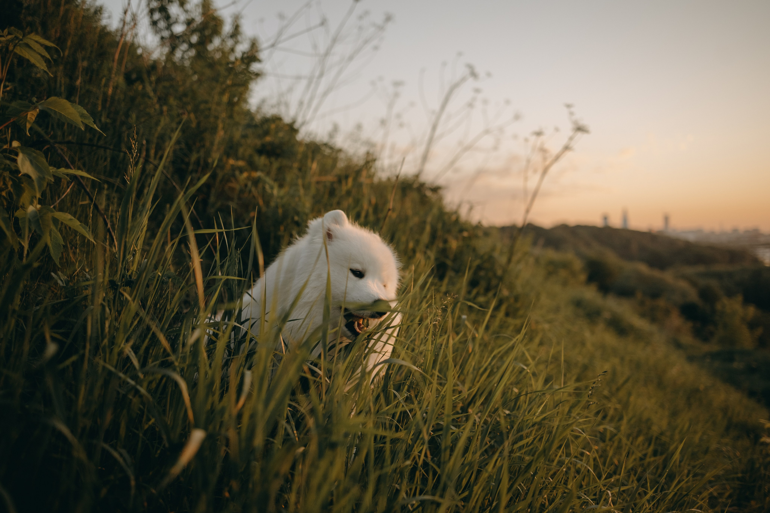 Танго и его семья. Фотограф — Анималист | Санкт-Петербург