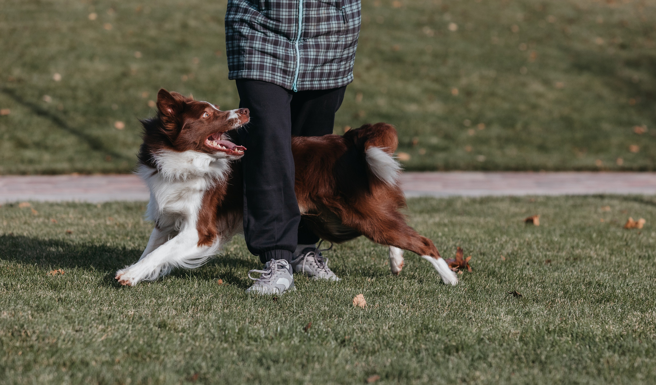 Маша и Тори. Фотограф — анималист Светлана Кысса|фотограф собак в Краснодаре и Нижнем Новгороде