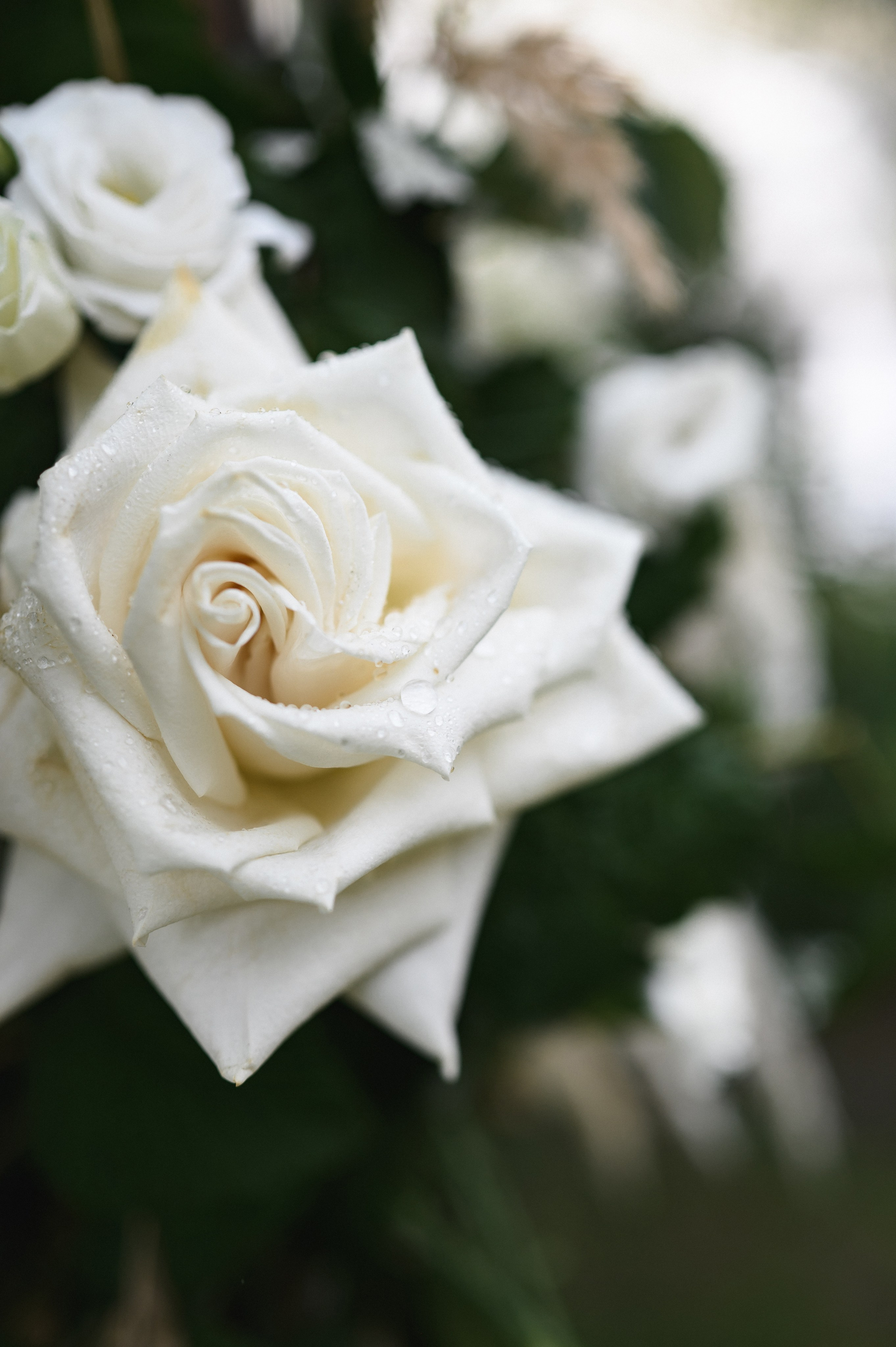 Максим и Екатерина. Фотограф в Красноярске