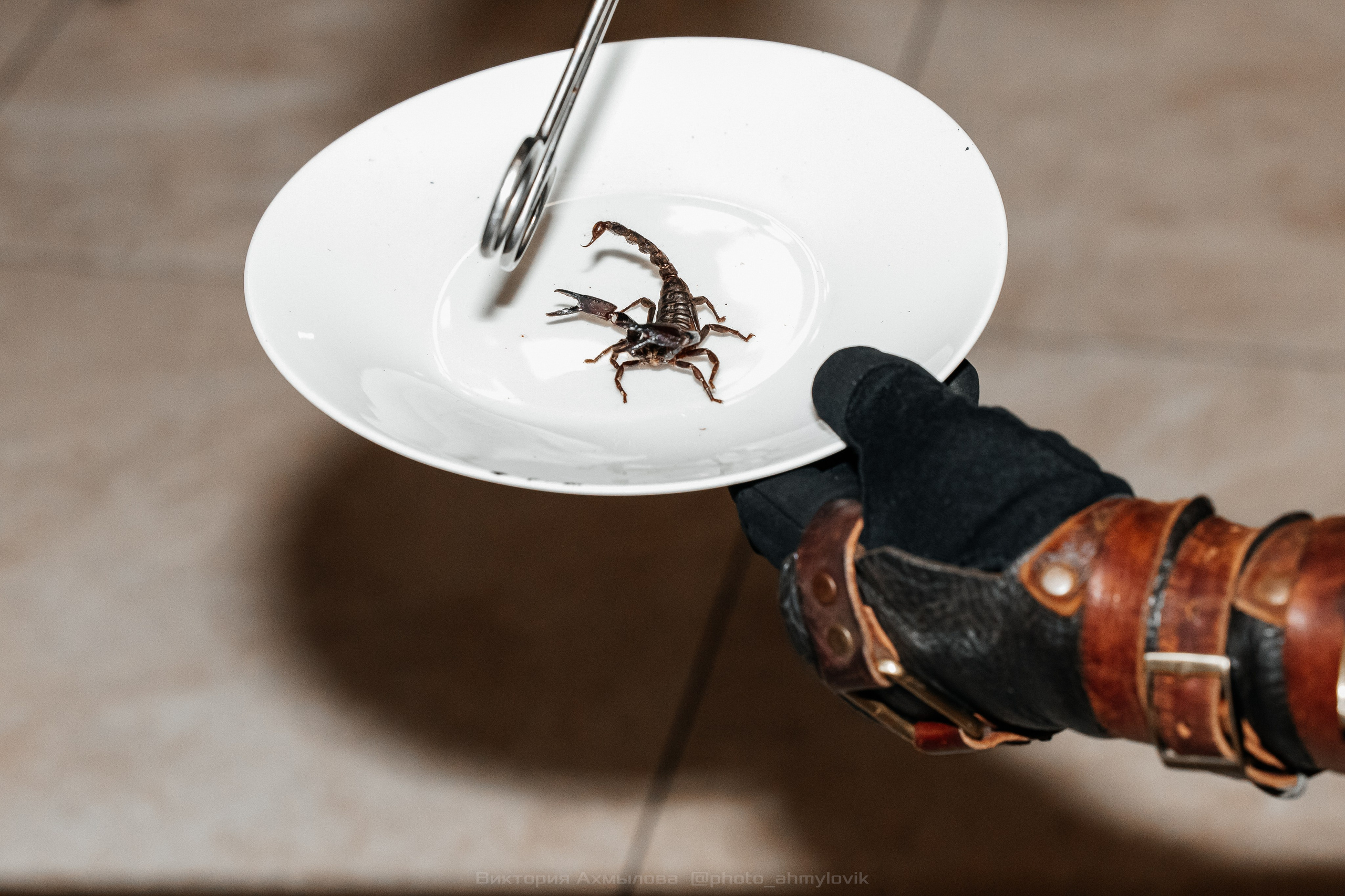 04.10.2025 День рождения FMC Wings 26 лет. Виктория Ахмылова. Фотограф в Москве