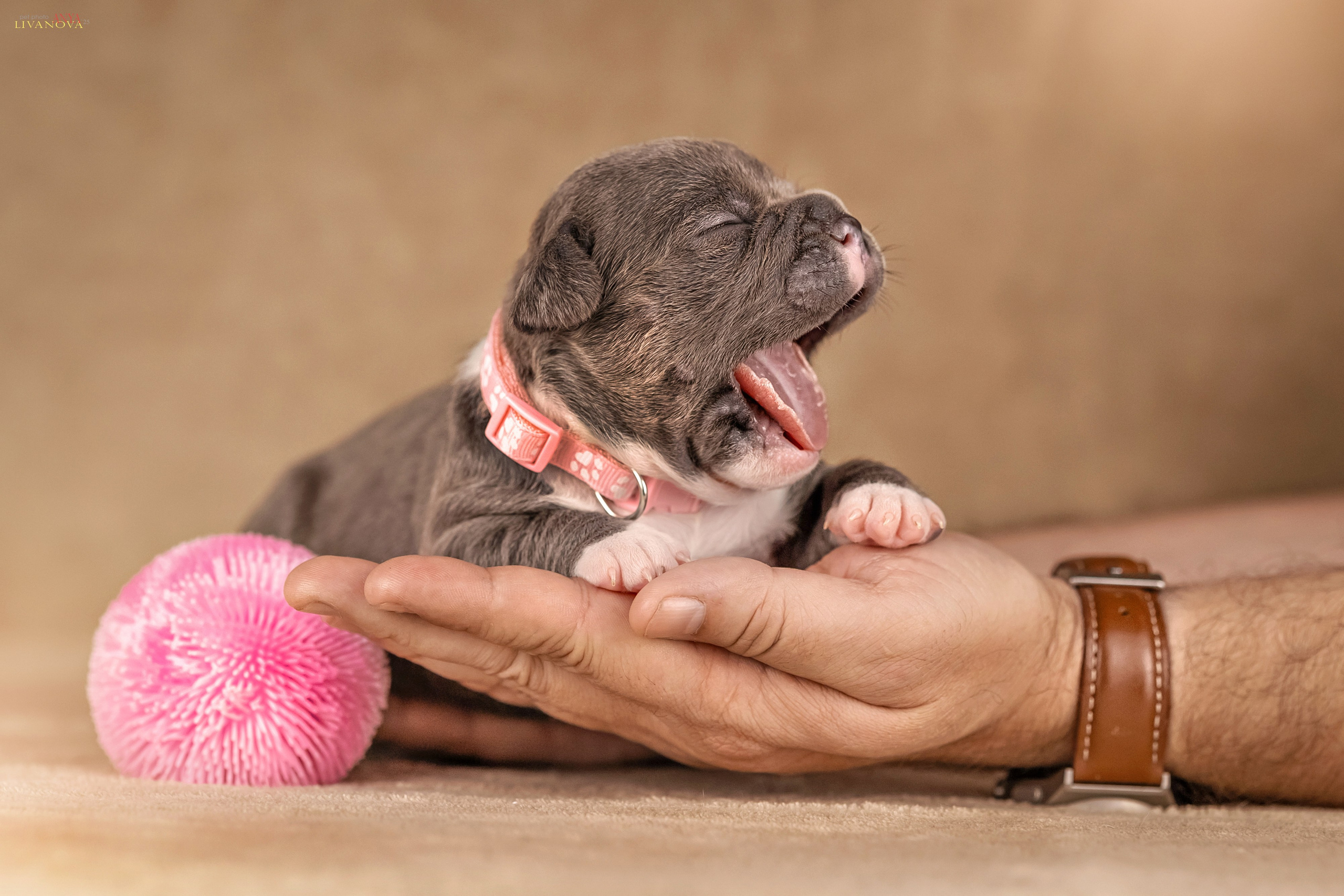 Амбулли. Фотограф анималист Аня Ливанова | Рыбинск